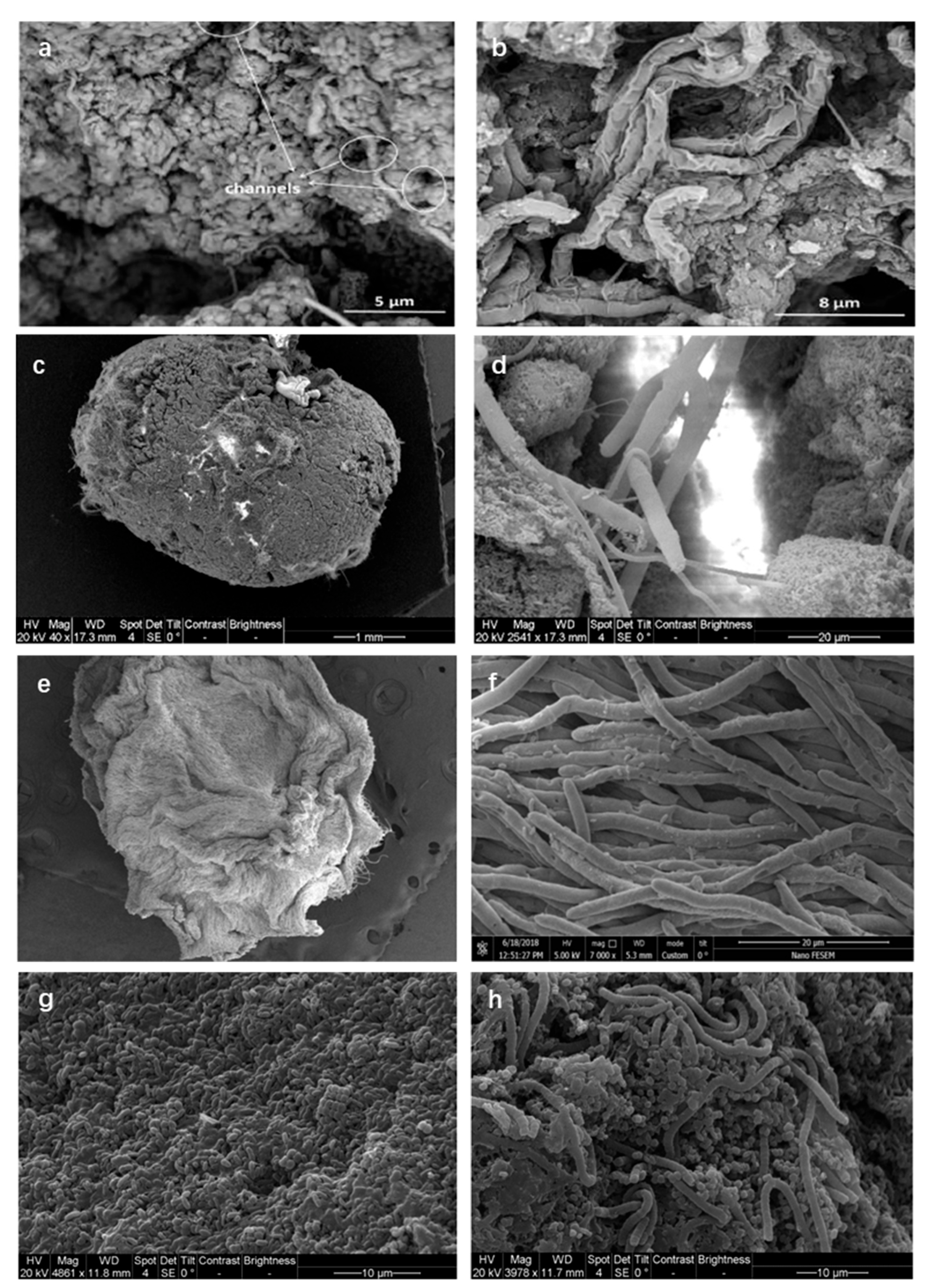 Membranes 16 00139 g004 Membranes 16 00139 g004