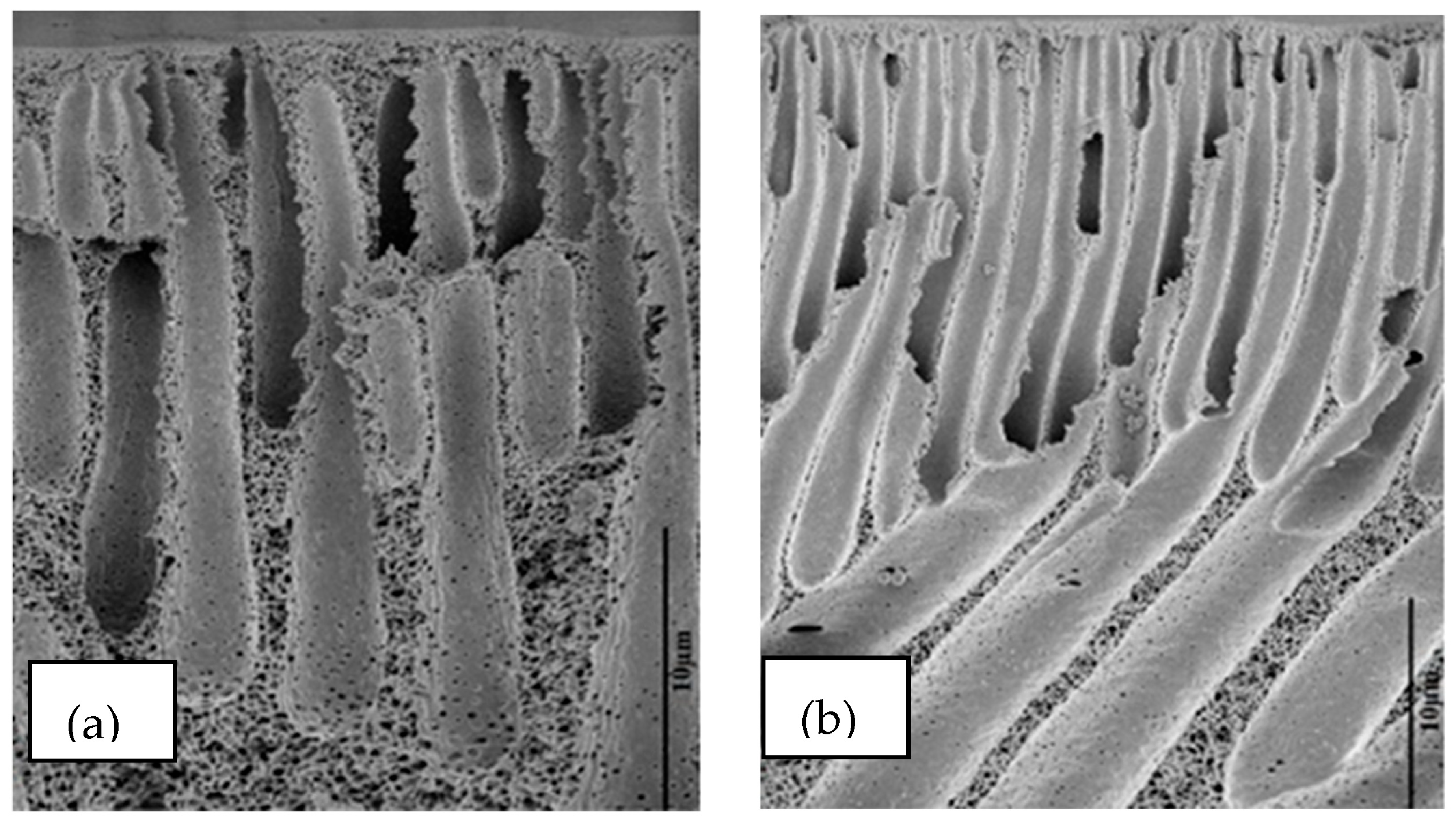 Membranes 16 00194 g003 Membranes 16 00194 g003