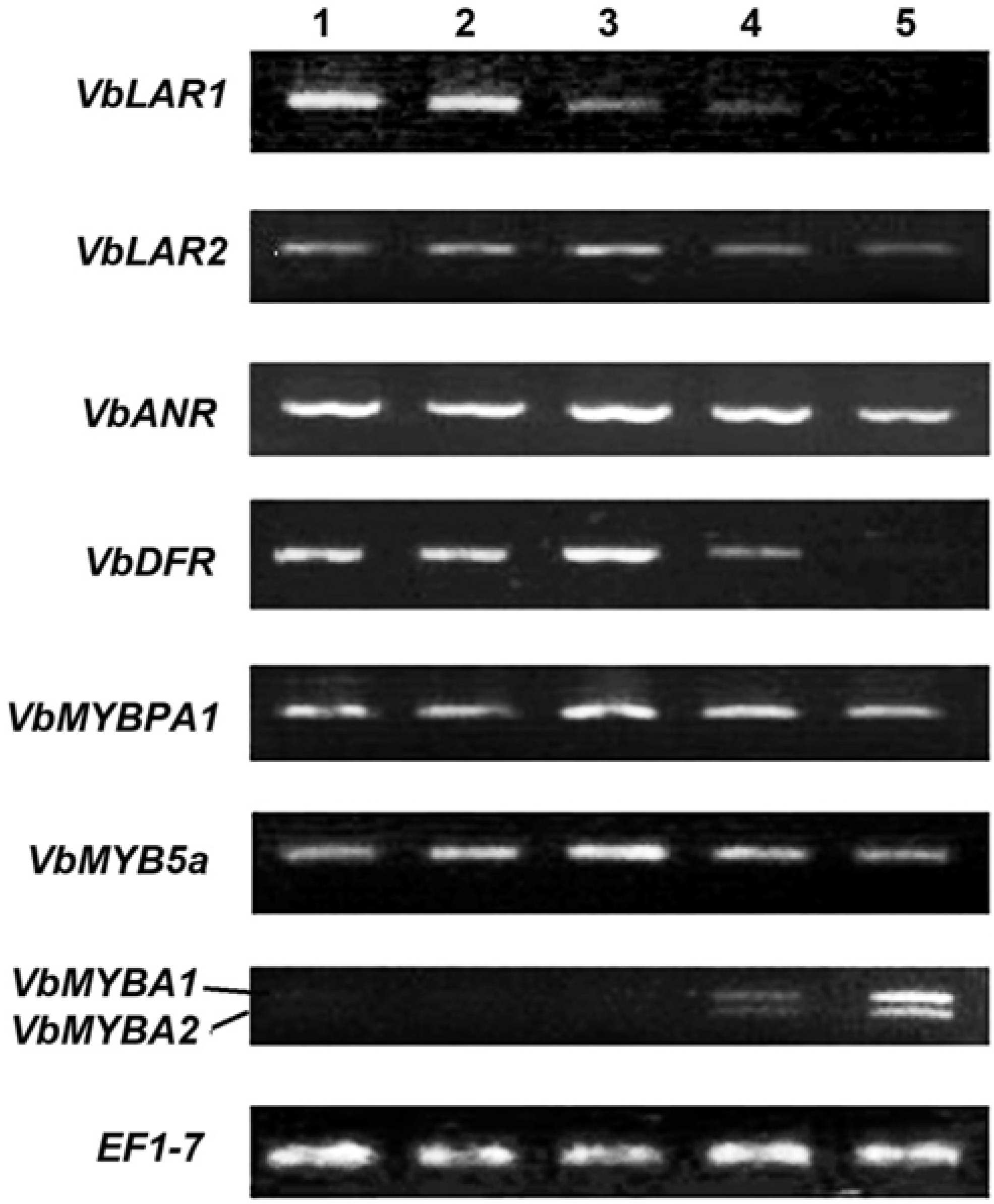 Metabolites 03 00185 g004