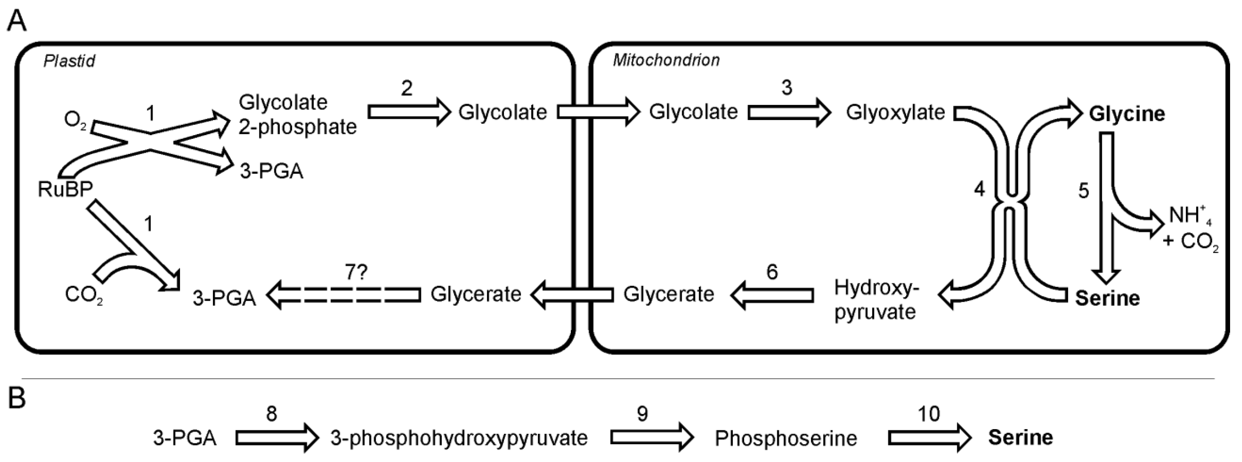 Metabolites 03 00294 g001 1024