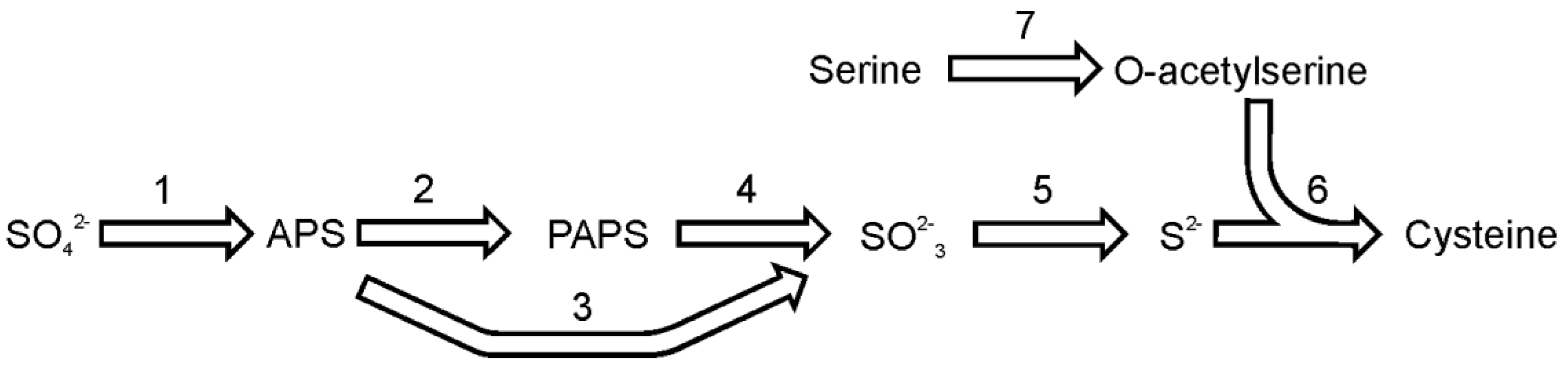Metabolites 03 00294 g002 1024