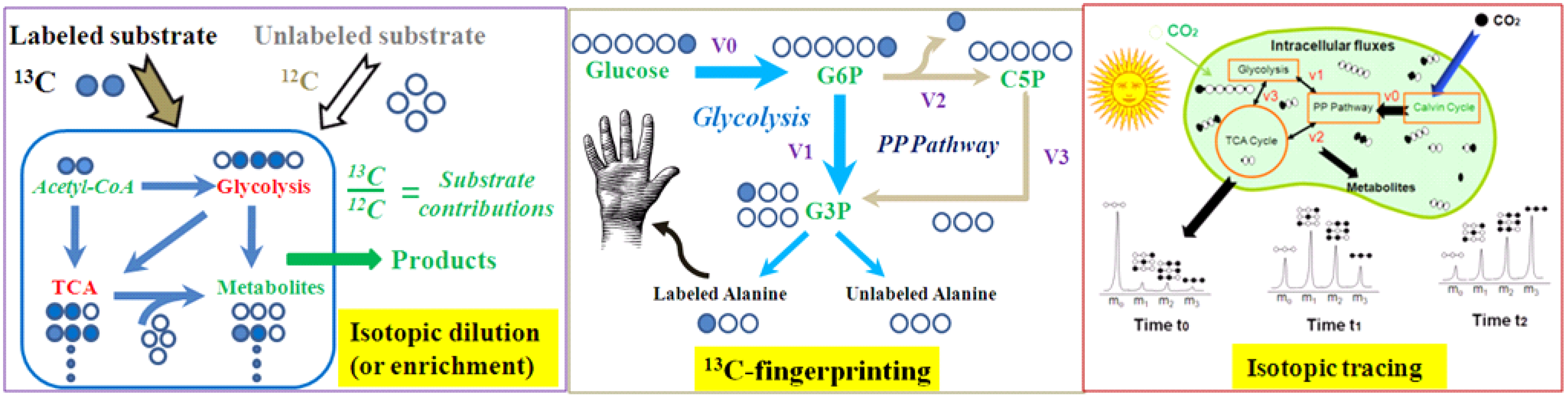 Application of Stable Isotope-Assisted Metabolomics for Cell