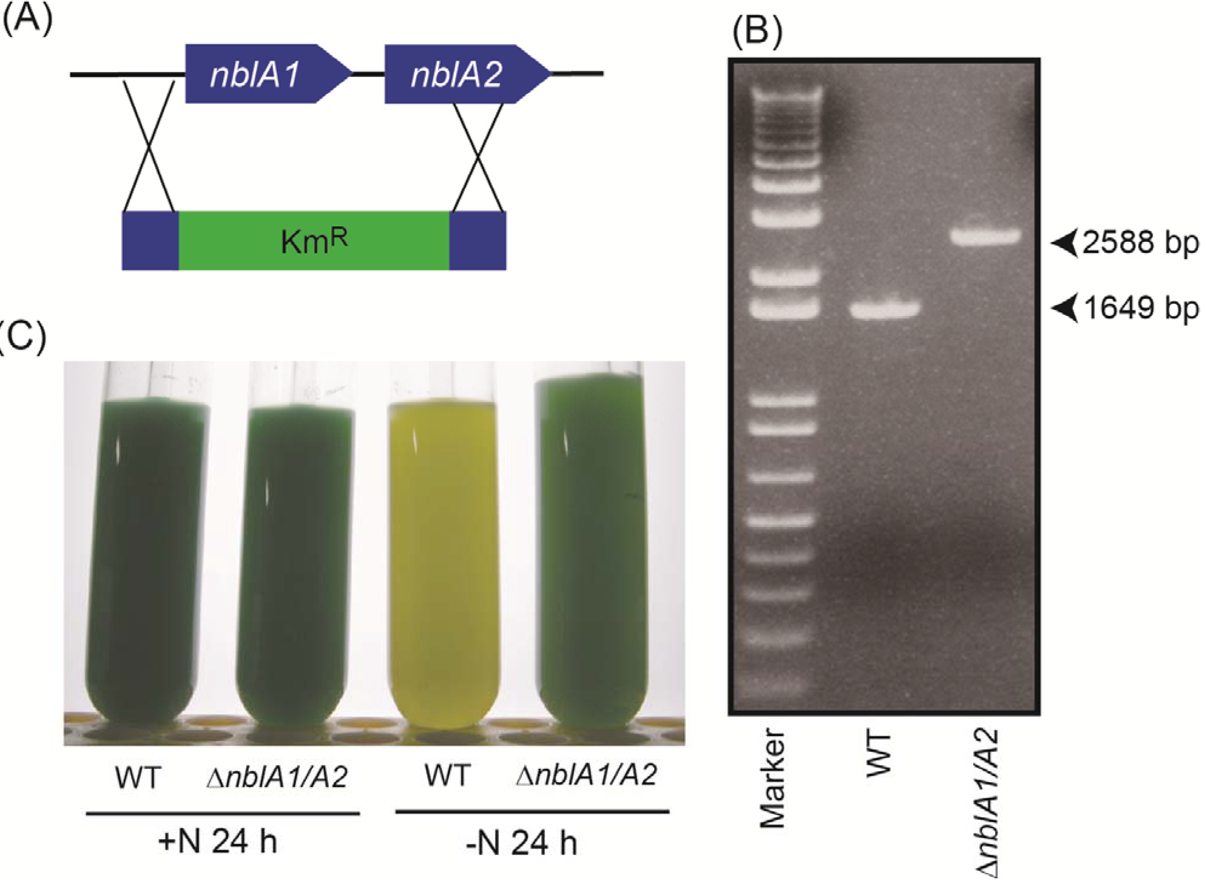 Metabolites 04 00517 g004 1024