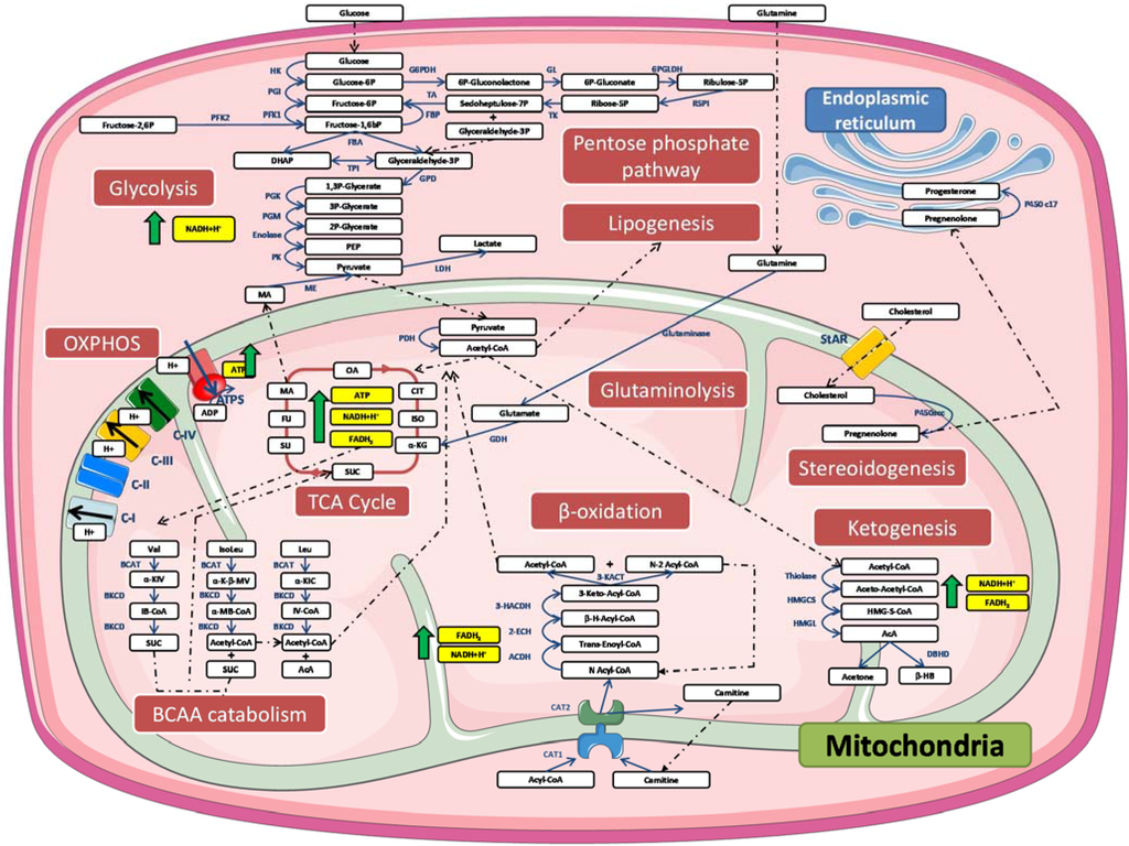 Metabolites | Free Full-Text | Unraveling Biochemical Pathways Affected ...