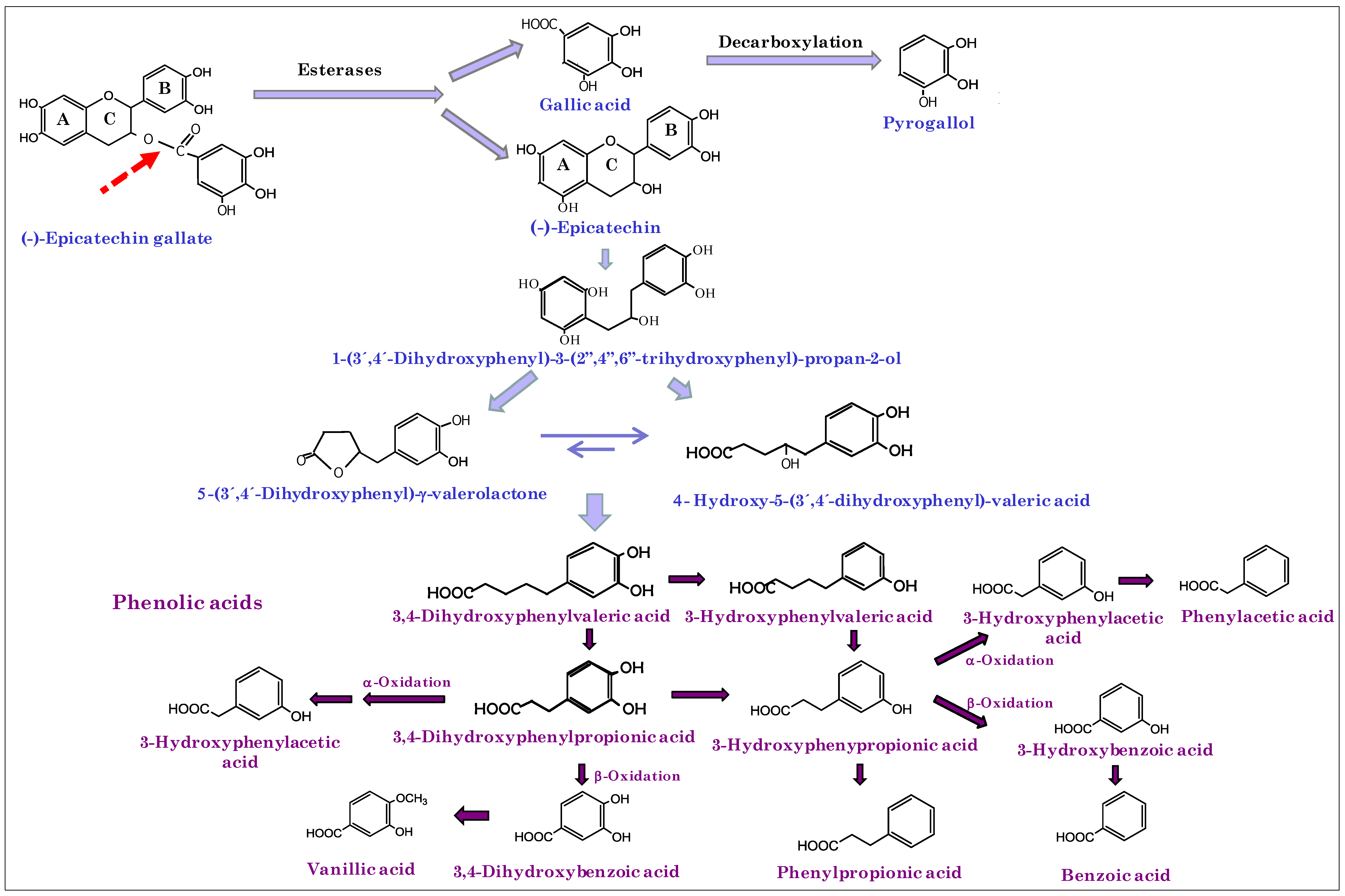Metabolites 04 01101 g002