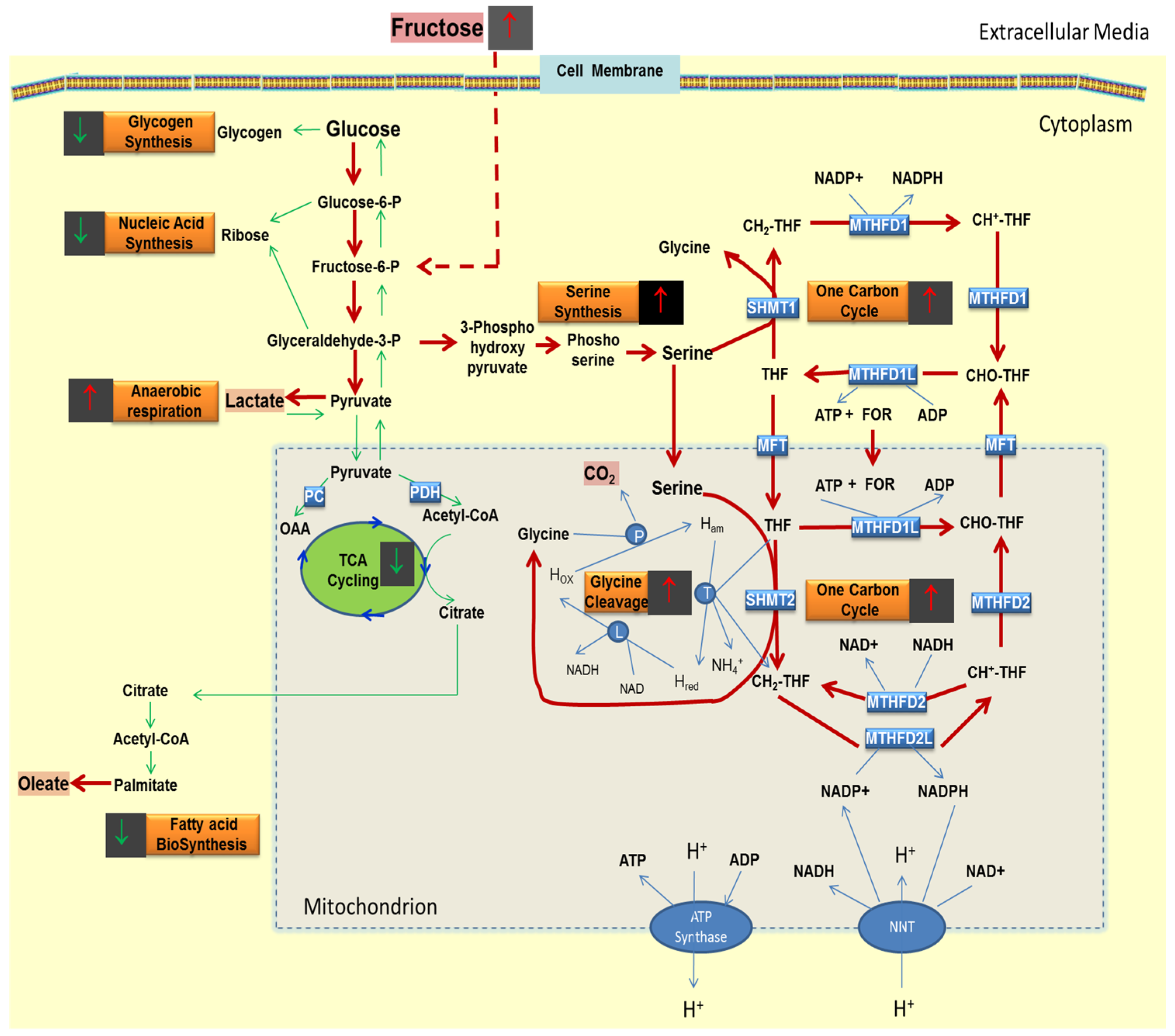 Metabolites 05 00364 g005