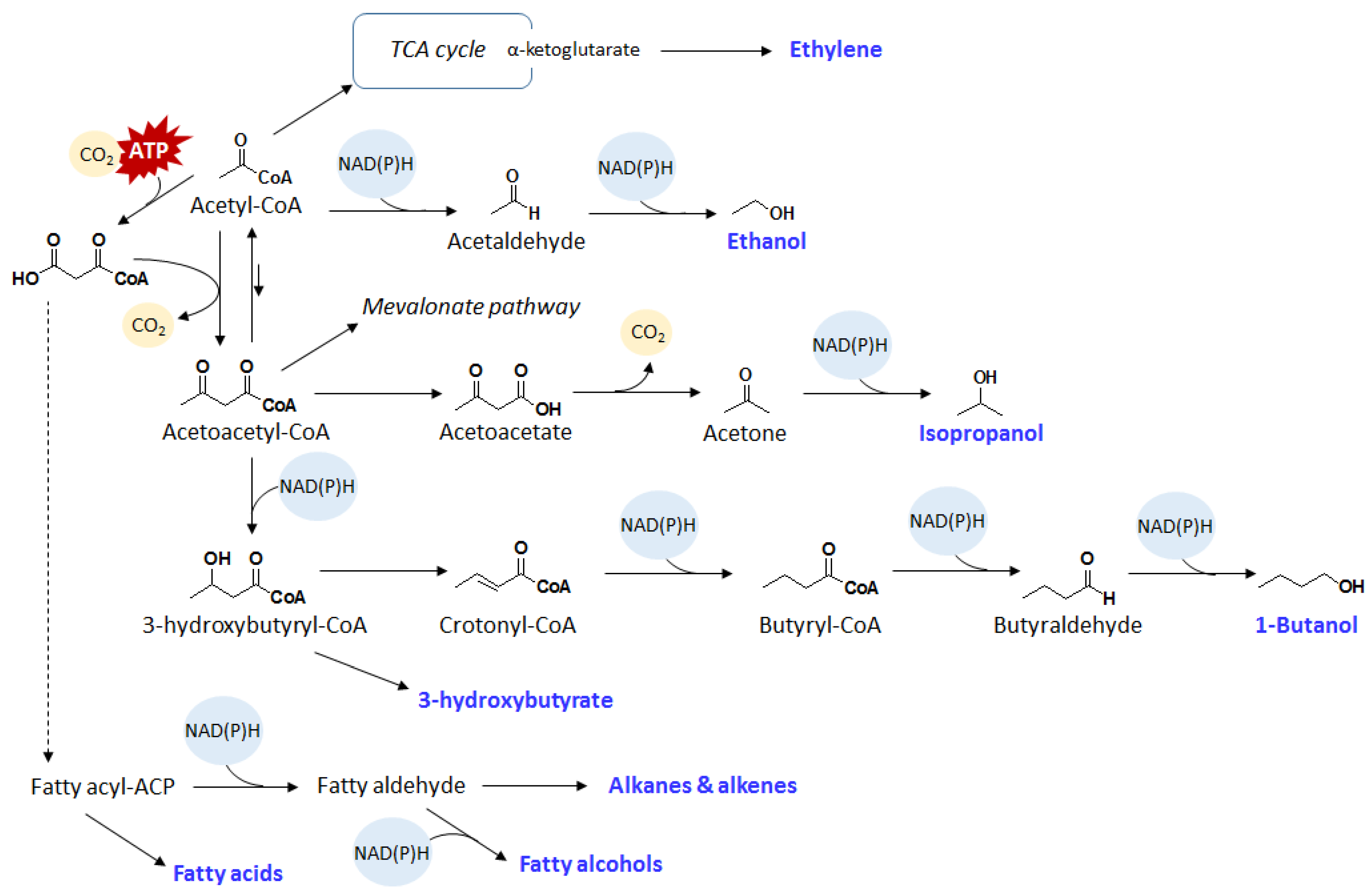 Metabolites 05 00636 g003