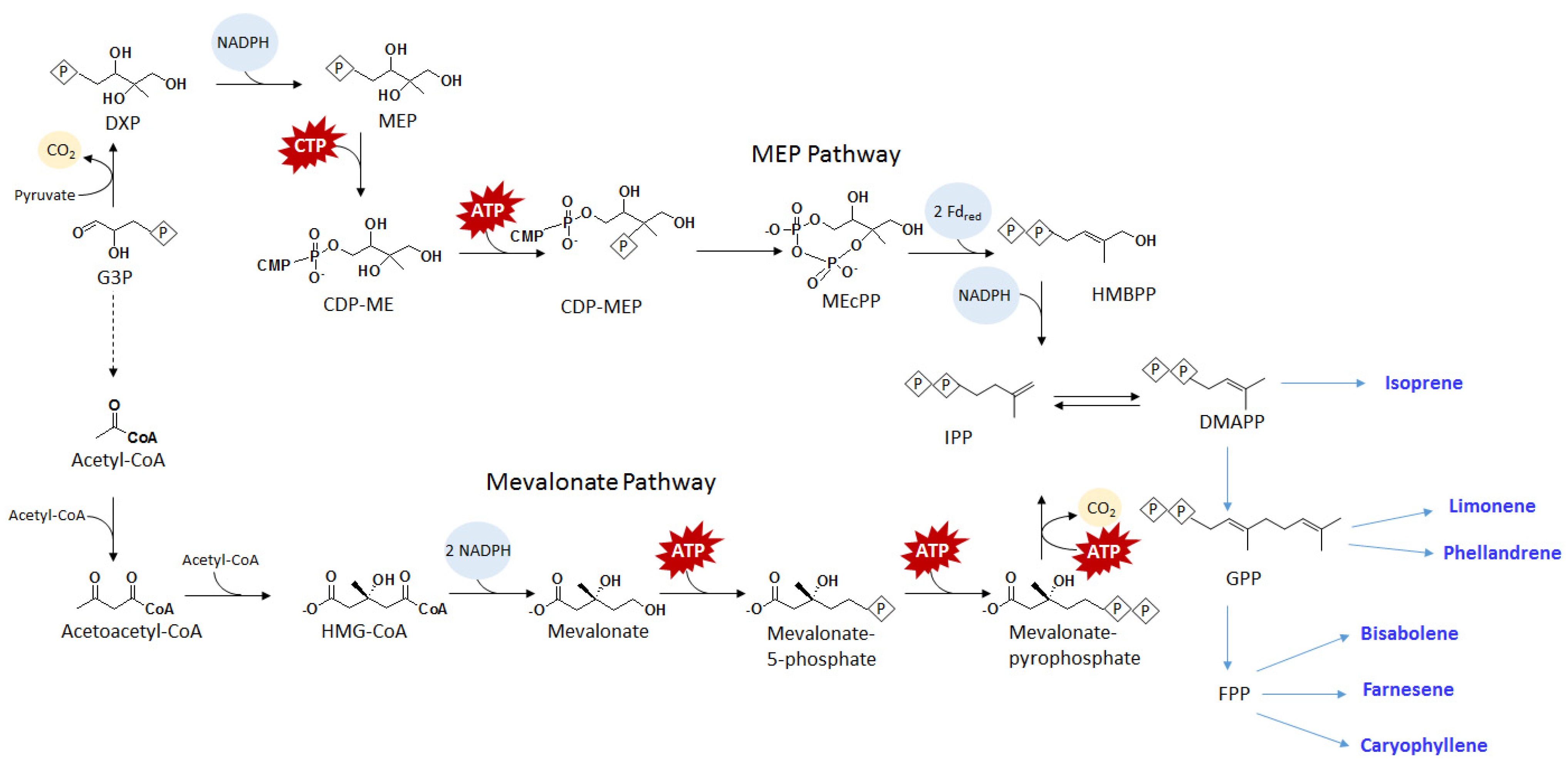 Metabolites 05 00636 g004