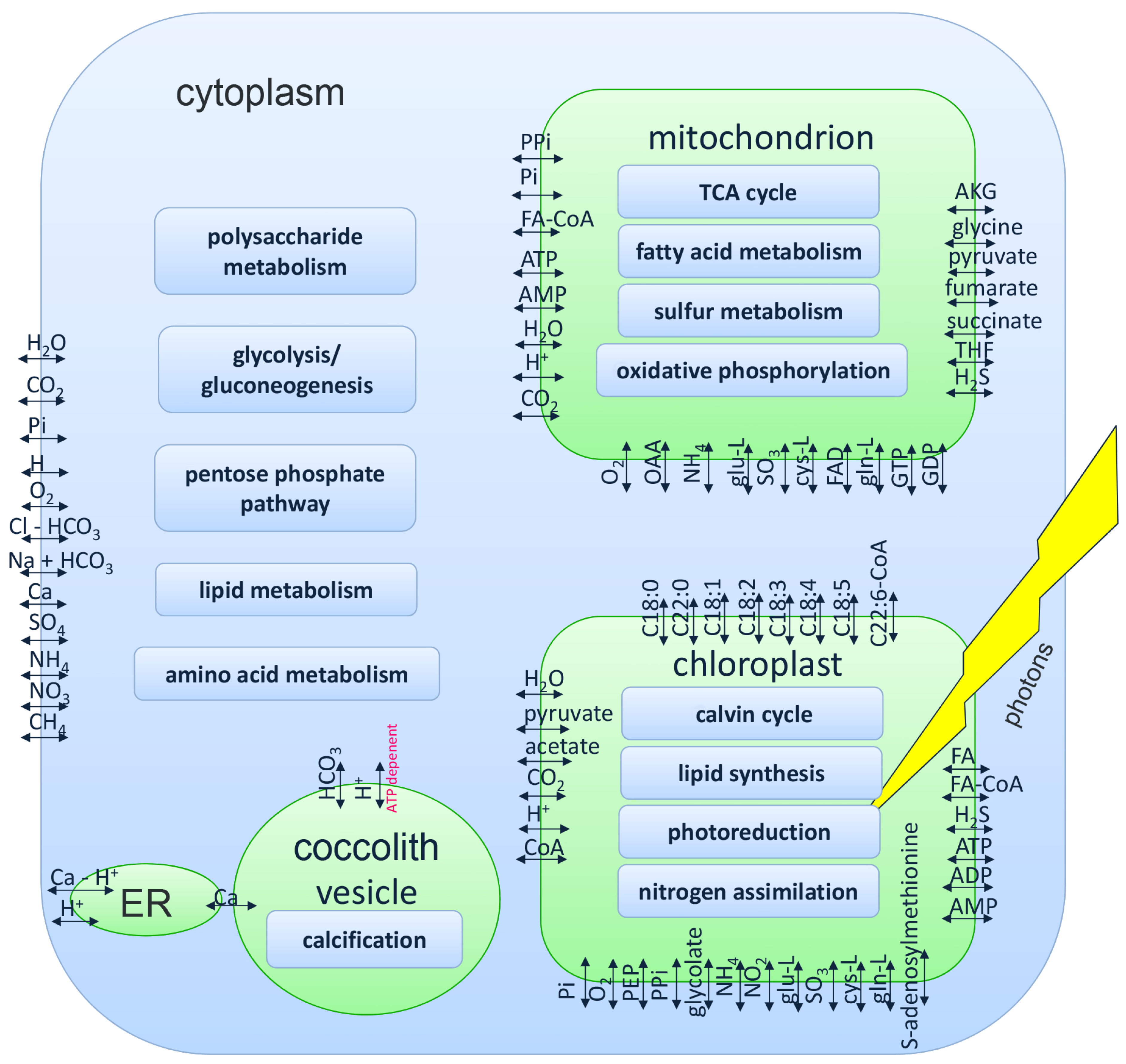 Metabolites 05 00659 g003