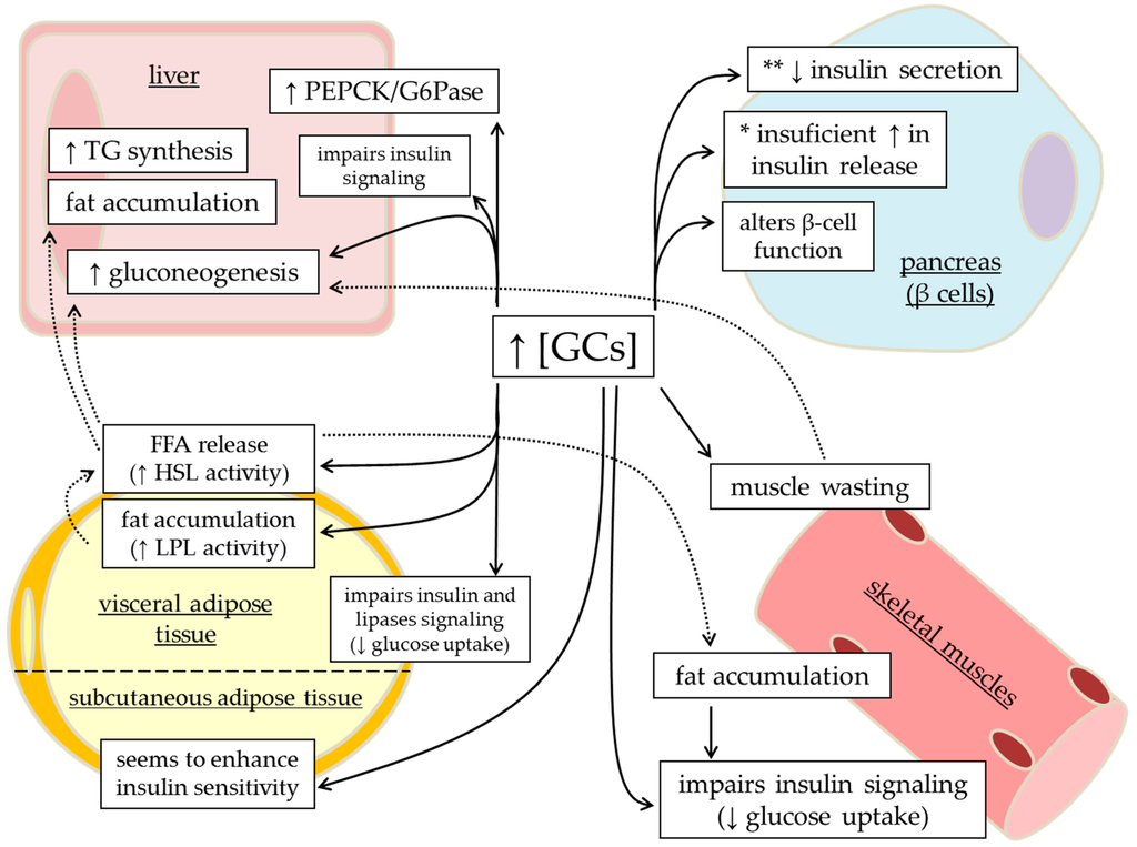 Metabolites Free FullText Impact of Glucocorticoid Excess on