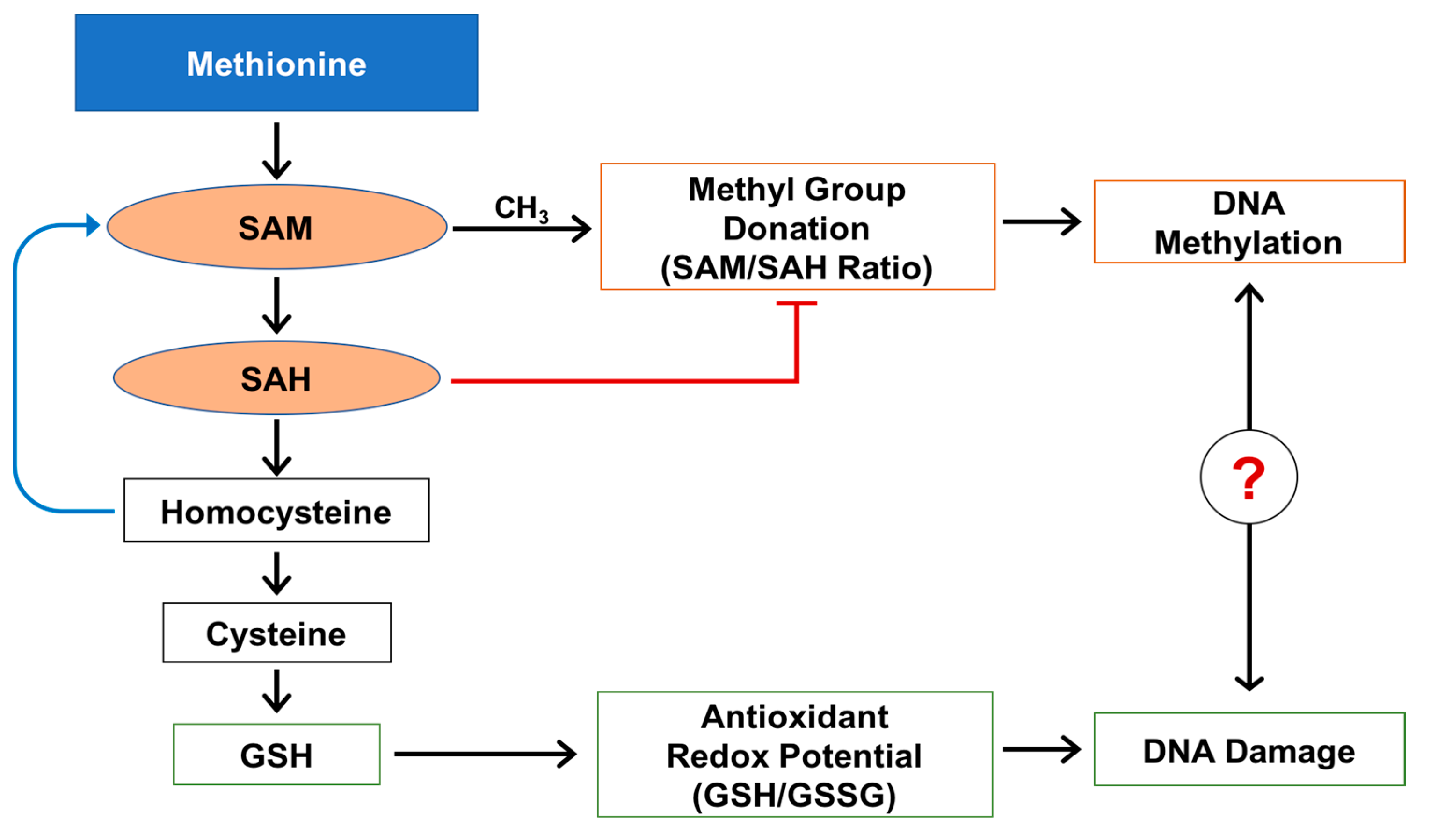Metabolites 07 00026 g001