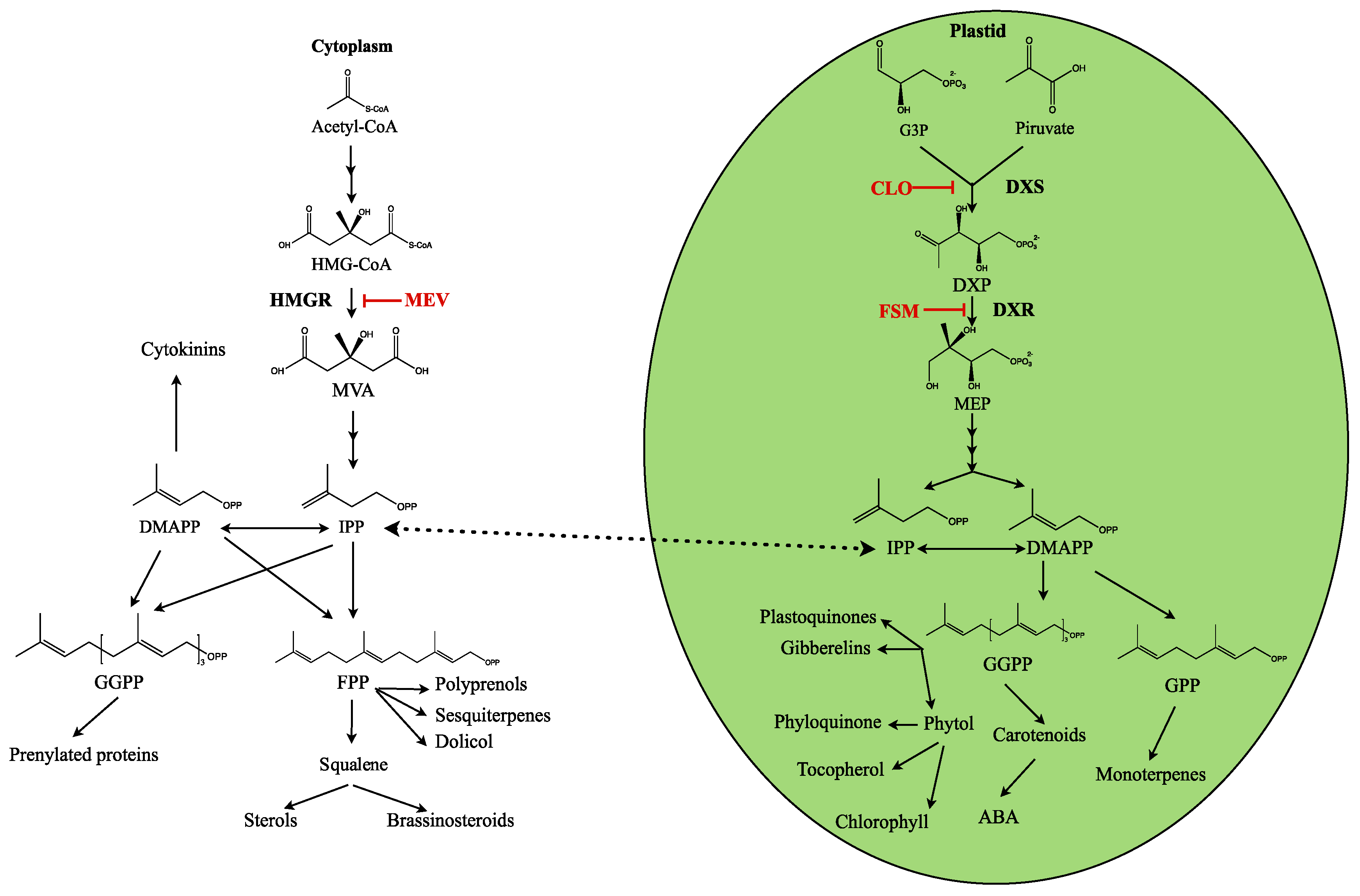 Metabolites 07 00065 g001