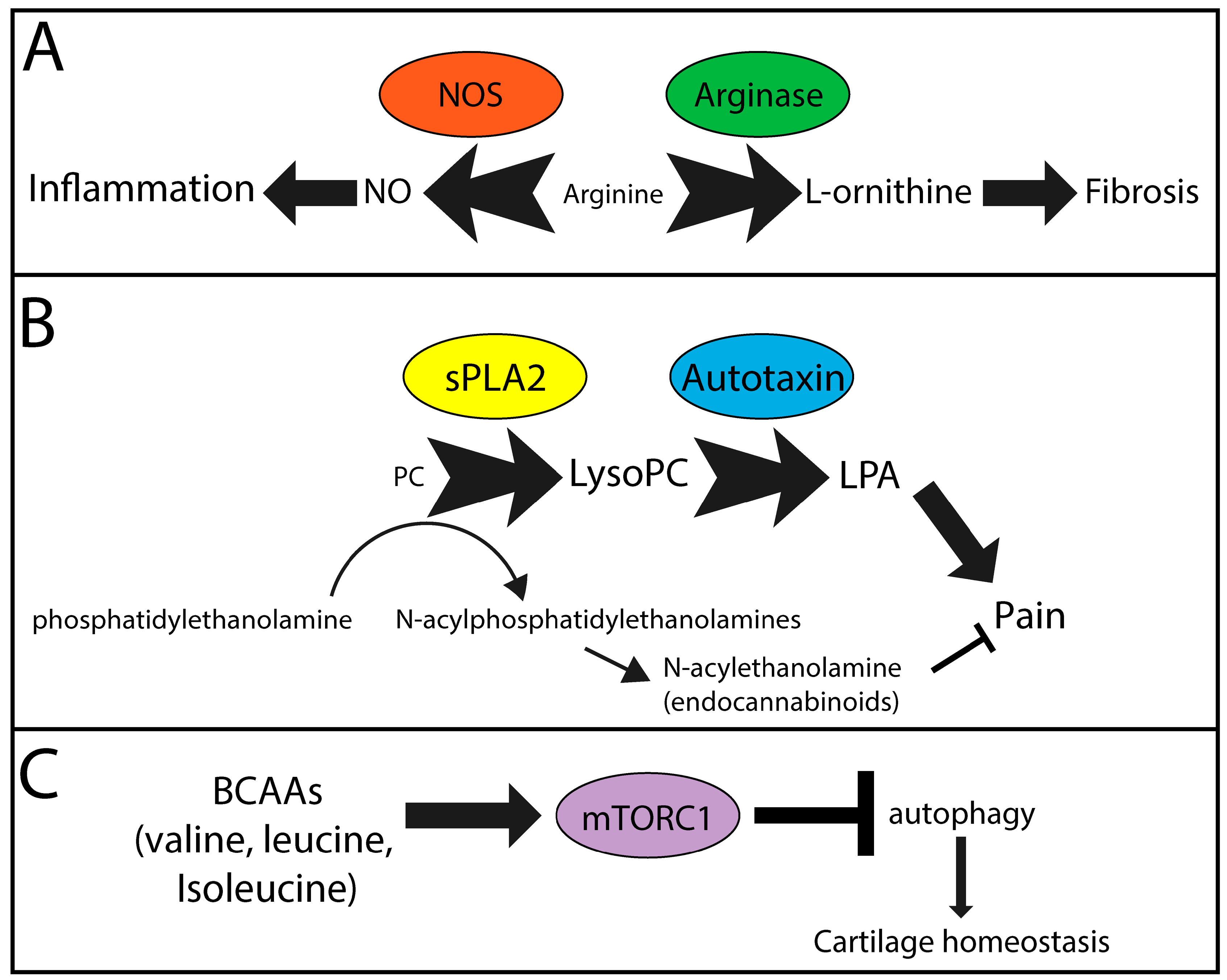 Metabolites 08 00092 g001 Metabolites 08 00092 g001
