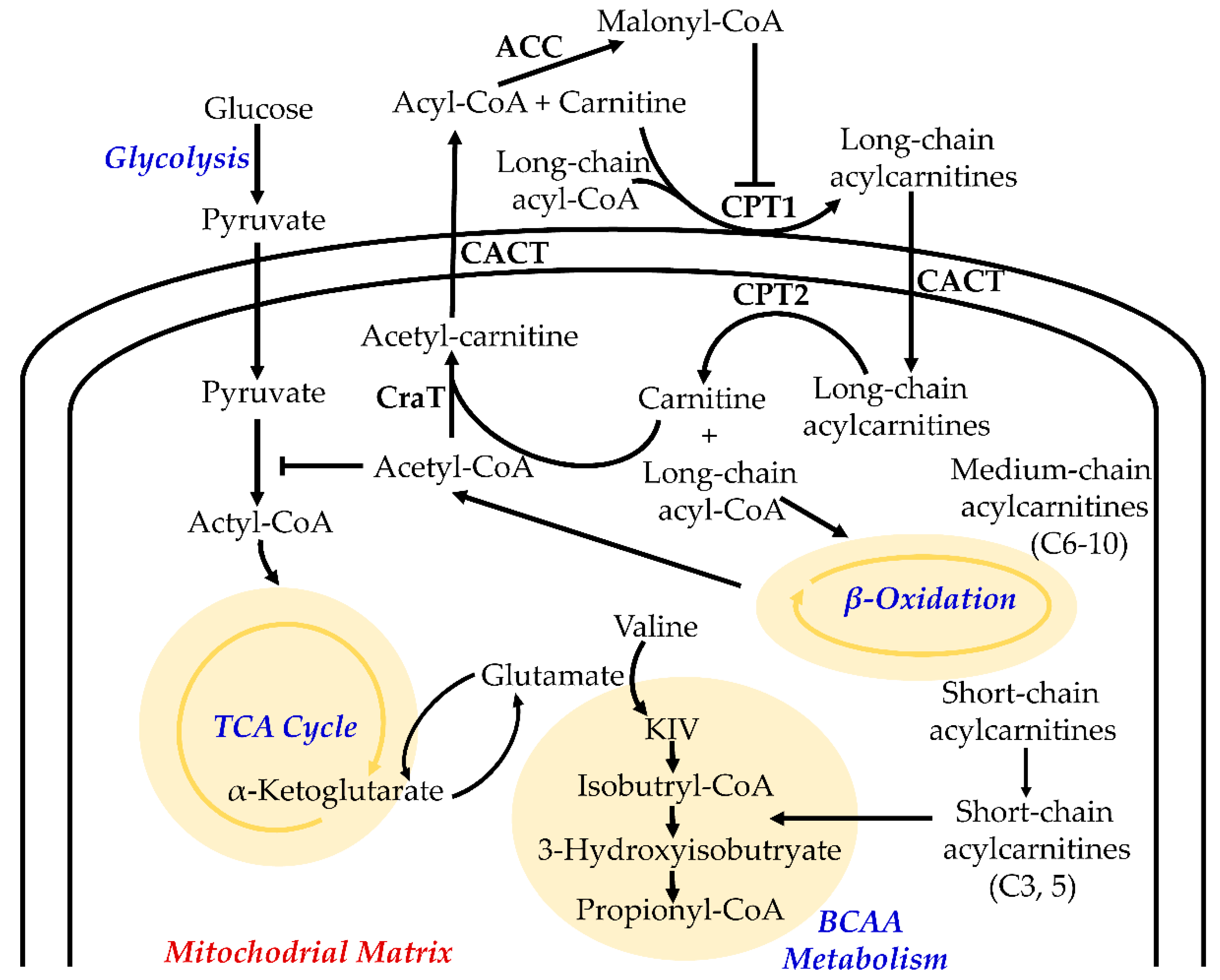 Metabolites 09 00036 g002 Metabolites 09 00036 g002