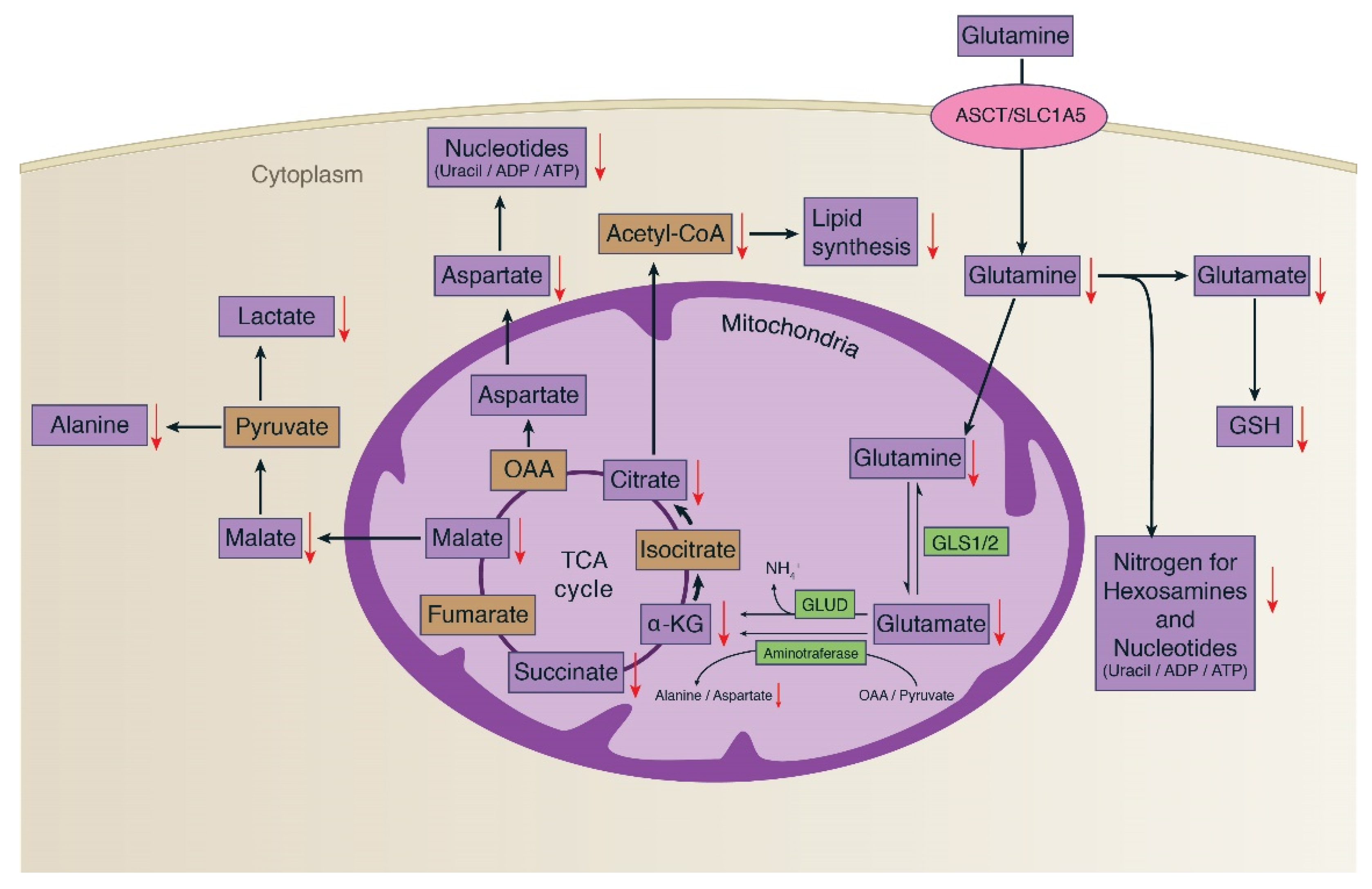 Metabolites 09 00050 g005