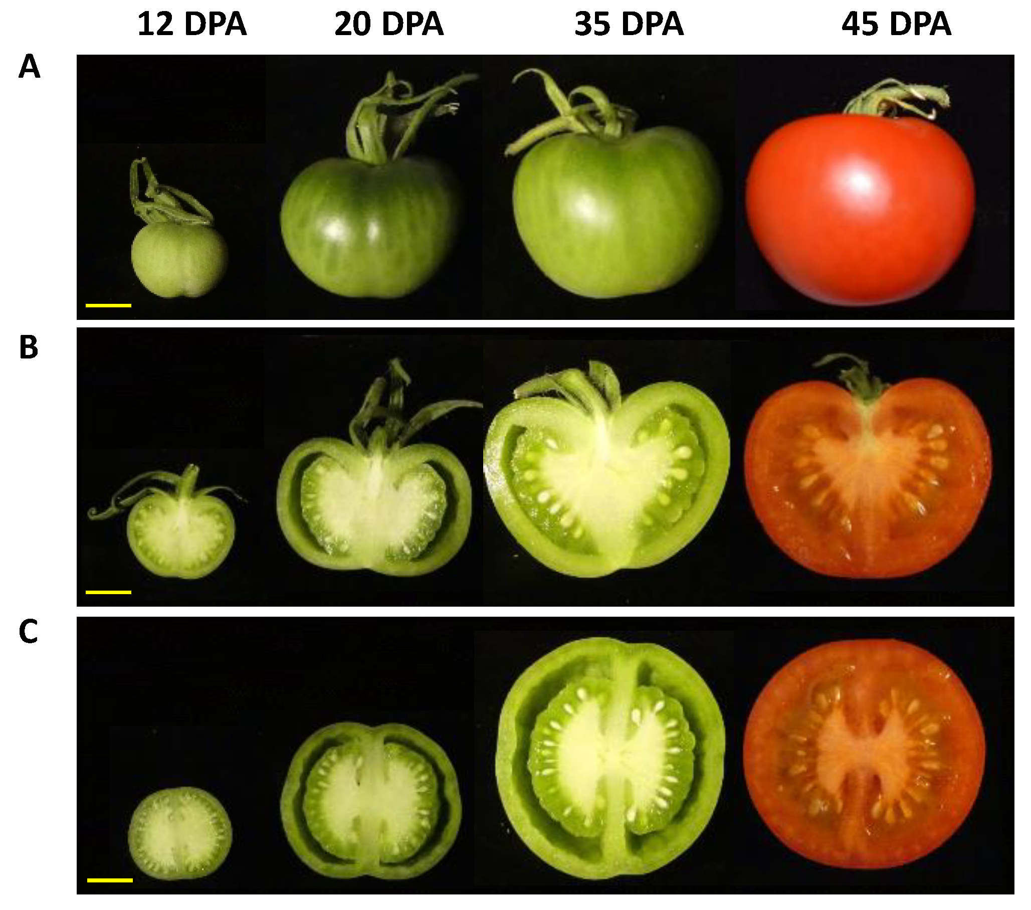The Science Of Sweetness: Understanding Tomato Flavor Development