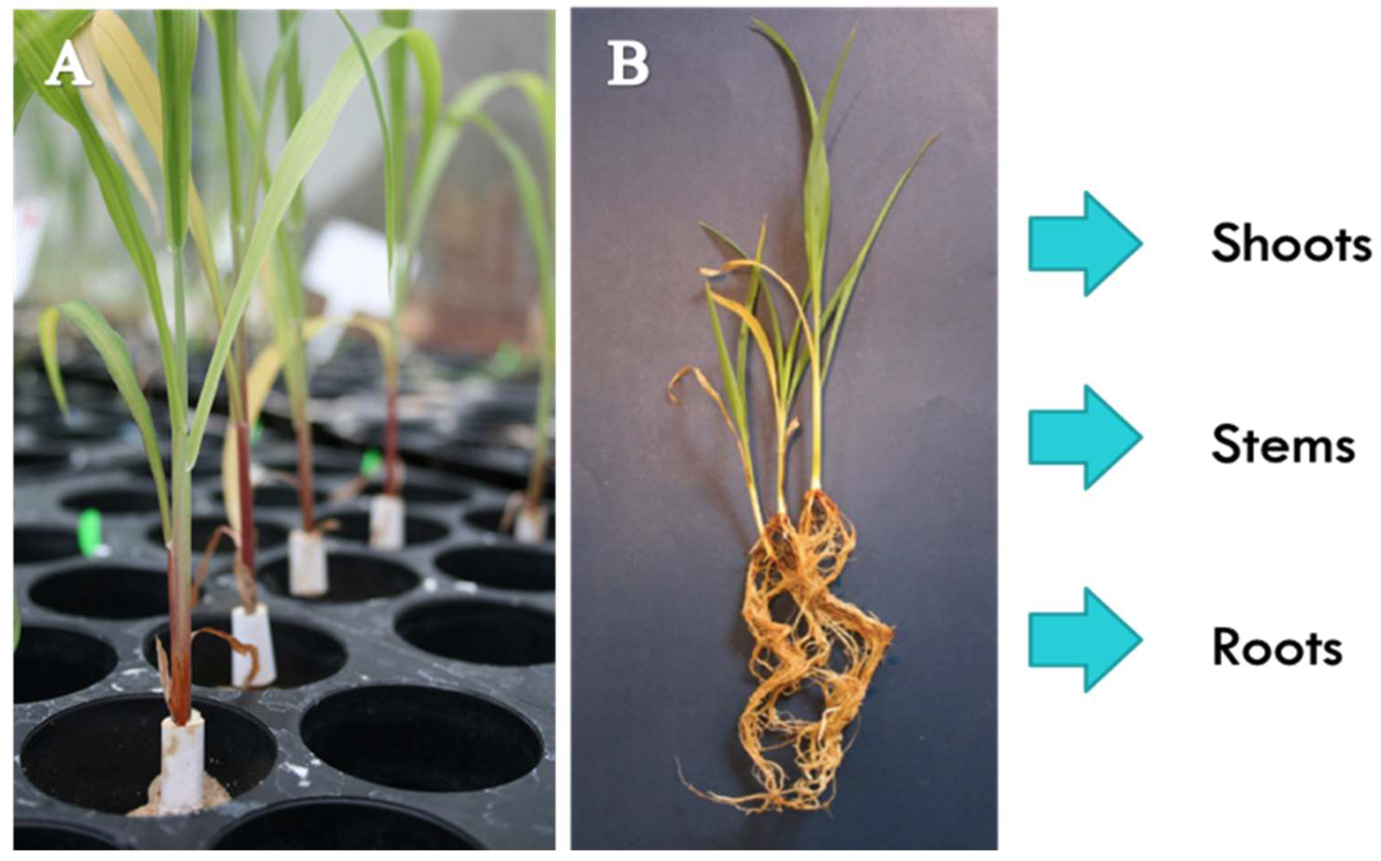 Metabolites 09 00150 g006 Metabolites 09 00150 g006