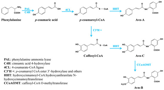 The Biosynthetic Pathway of Major Avenanthramides in Oat