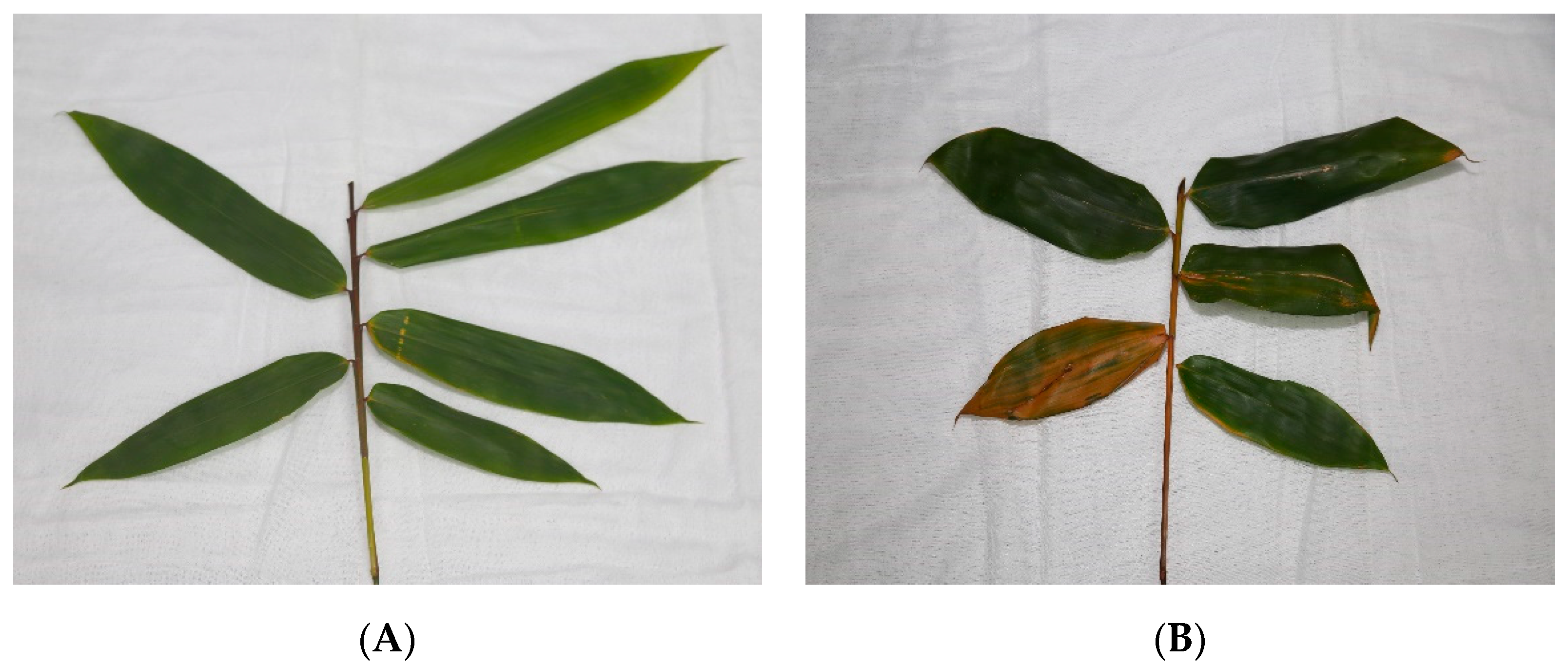 Metabolites 09 00166 g001