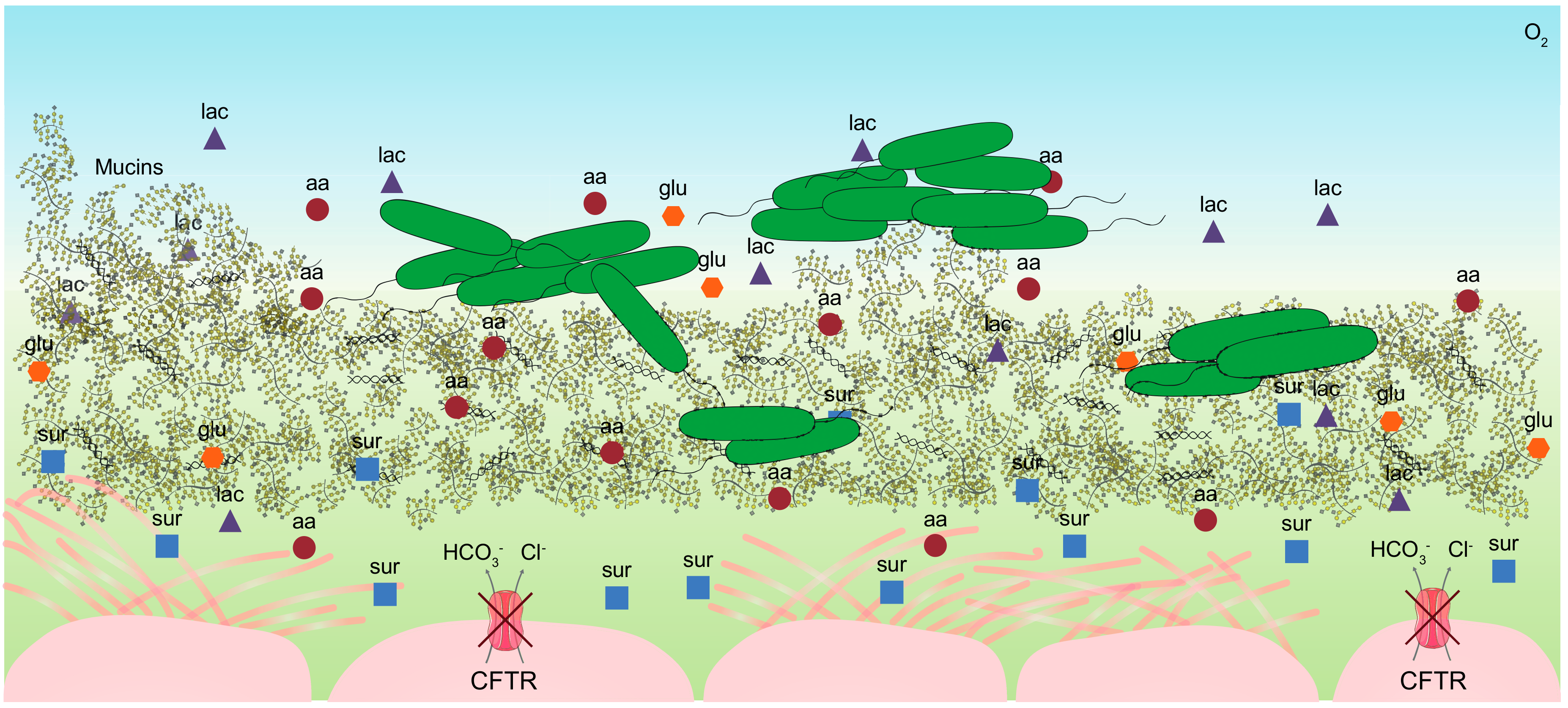 Metabolites | Free Full-Text | Adapting to the Airways: Metabolic Requirements of Pseudomonas aeruginosa during the Infection of Cystic Fibrosis Patients Metabolites | Free Full-Text | Adapting to the Airways: Metabolic Requirements of Pseudomonas aeruginosa during the Infection of Cystic Fibrosis Patients
