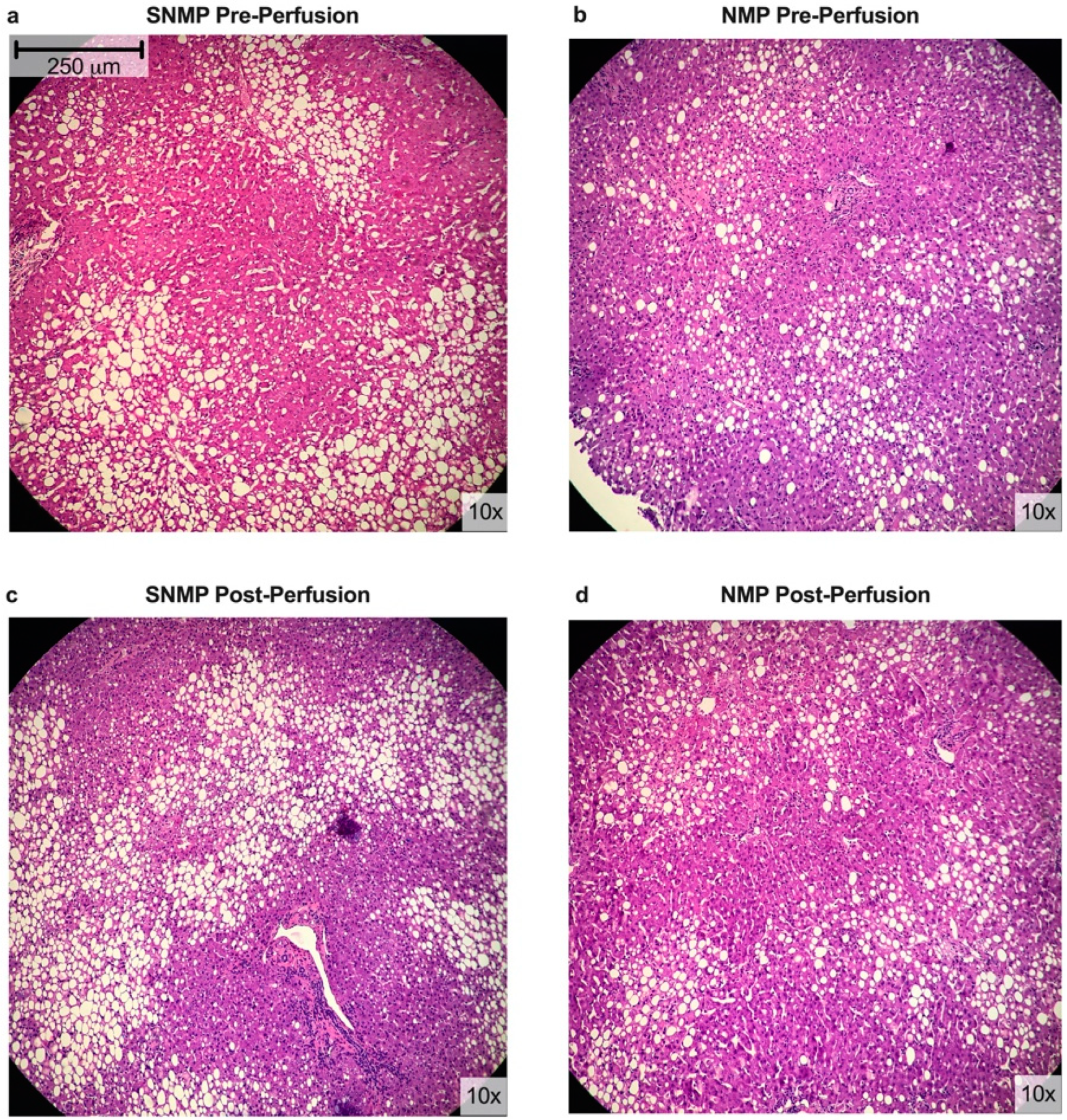 Metabolites 09 00246 g003 Metabolites 09 00246 g003
