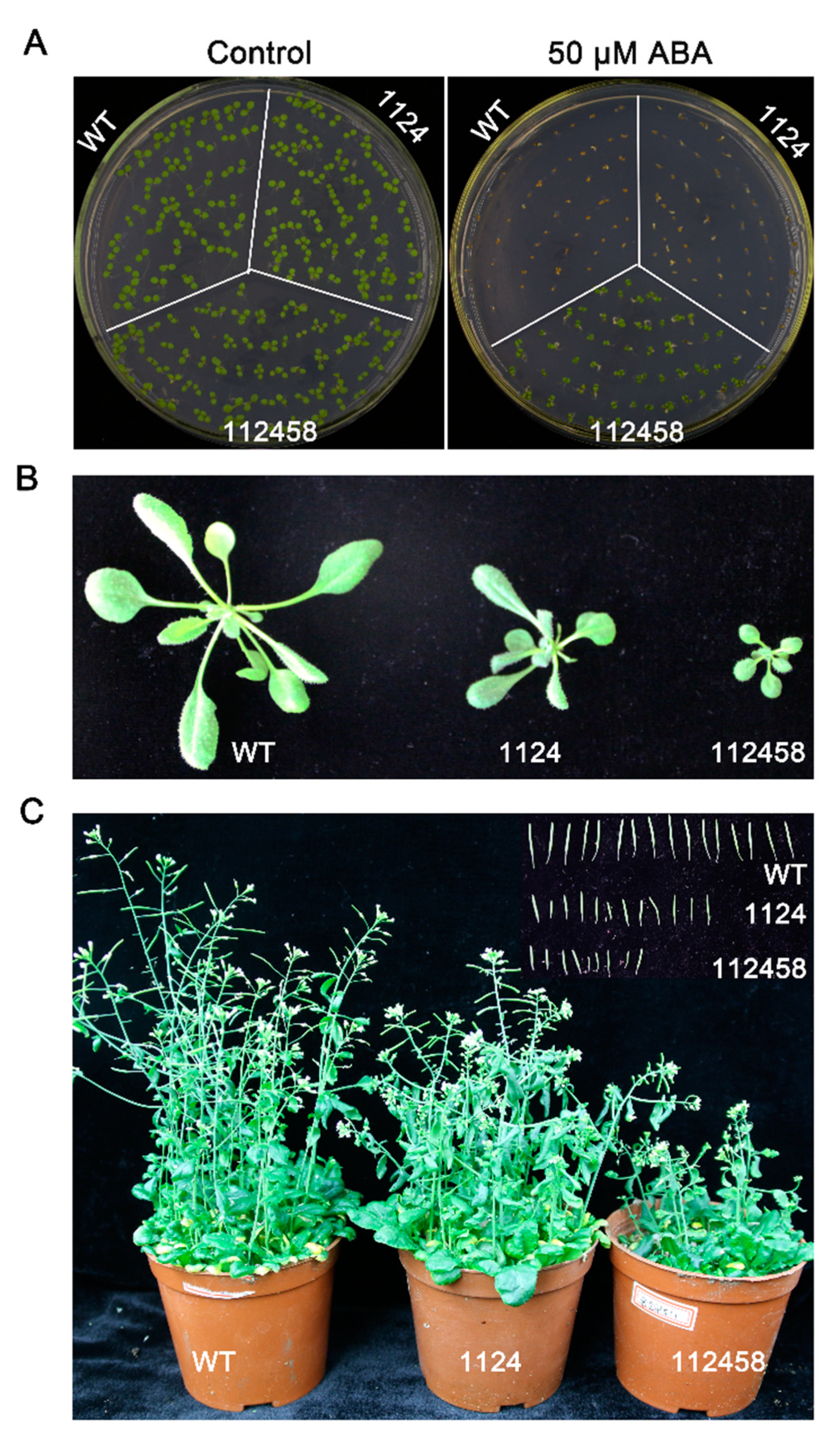 Metabolites | Free Full-Text | Abscisic Acid Receptors Modulate