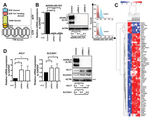 ADGRL4/ELTD1 Silencing in Endothelial Cells Induces ACLY and