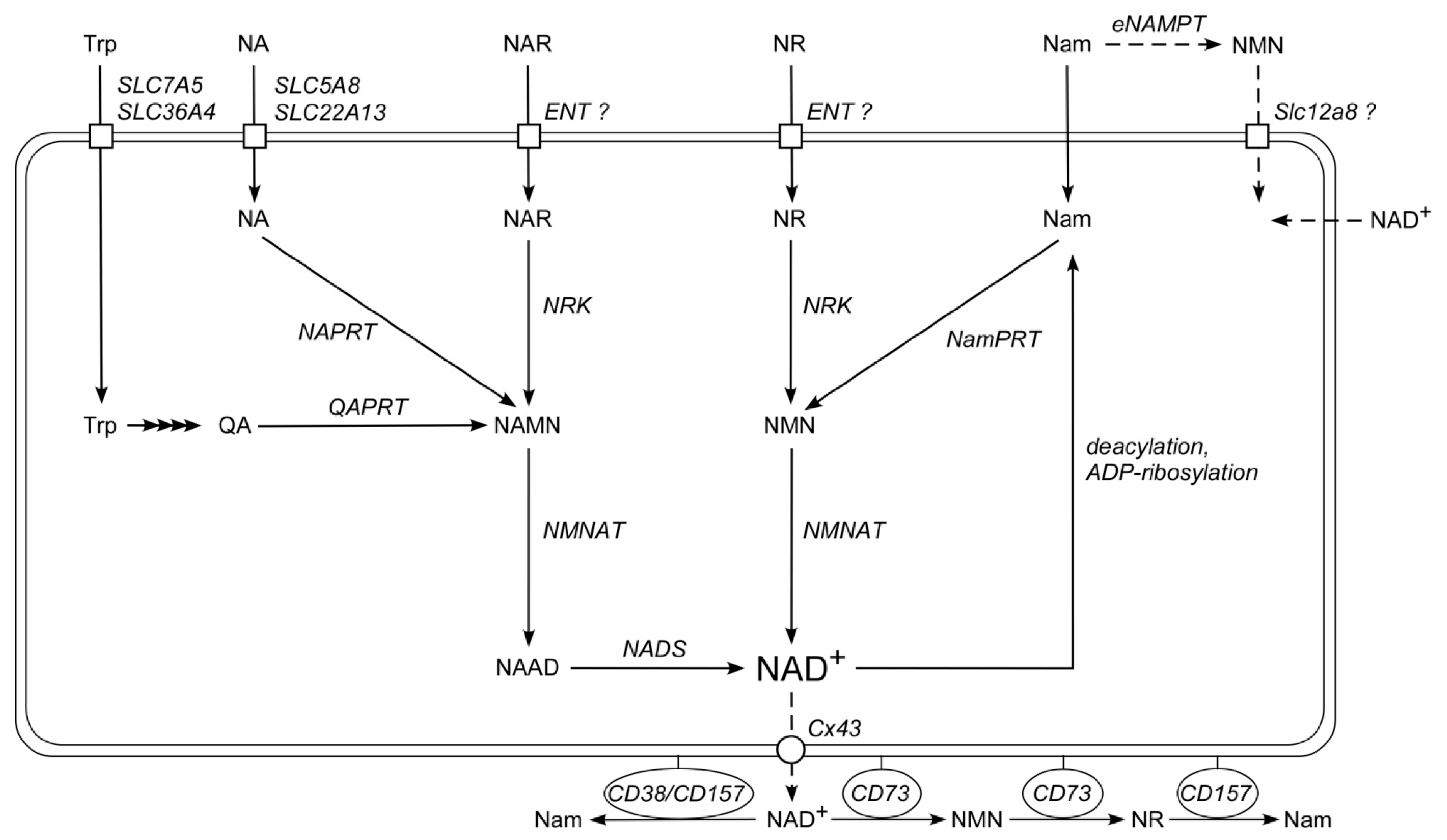 Metabolites 09 00293 g001