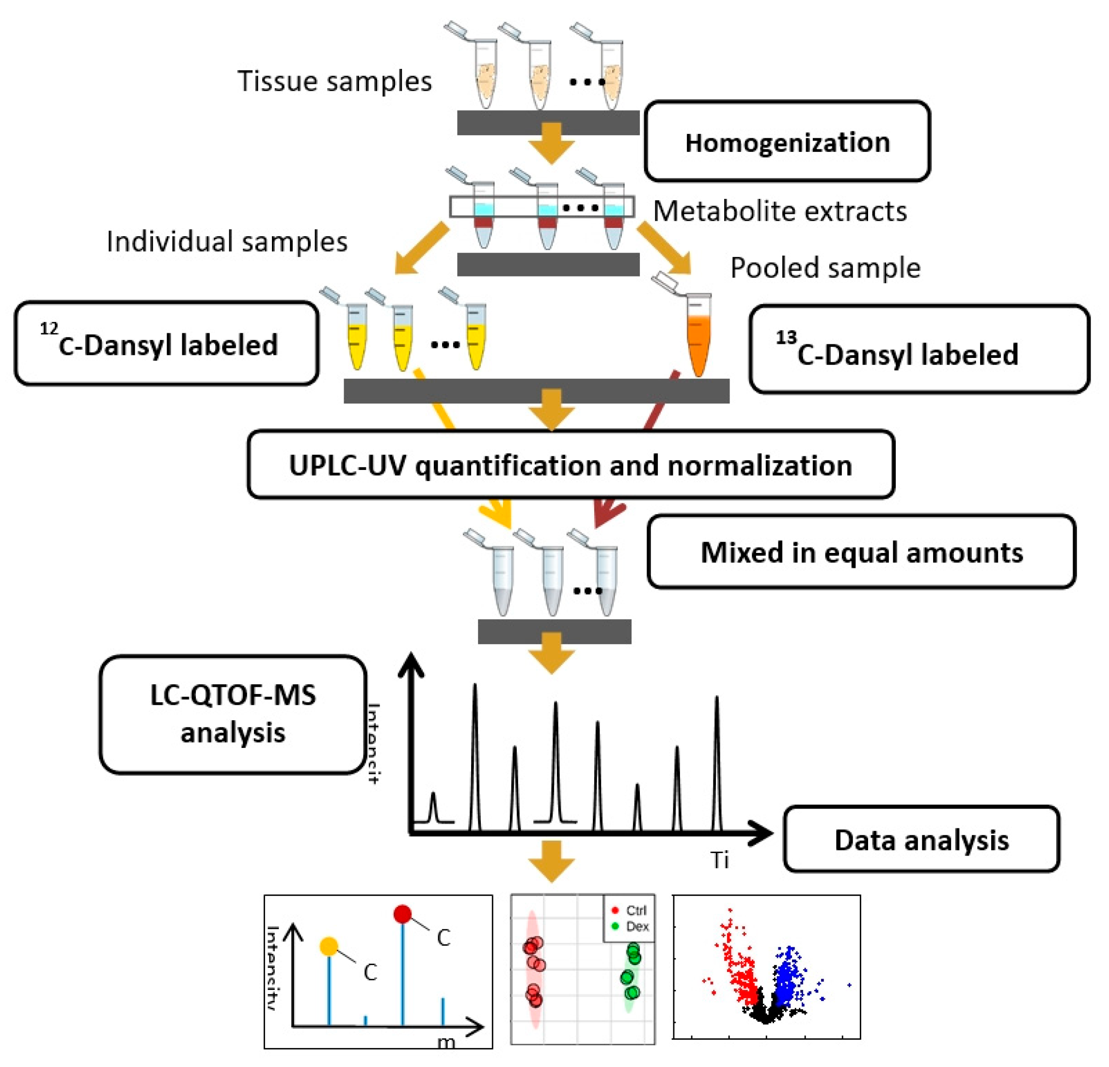 Metabolites Free FullText DexamethasoneInduced Perturbations in