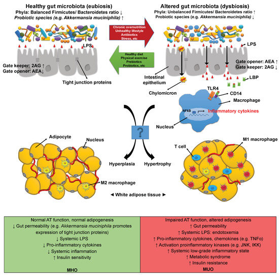 Metabolites Free Full Text Metabolically Healthy Obesity Heterogeneity In Definitions And Unconventional Factors Html