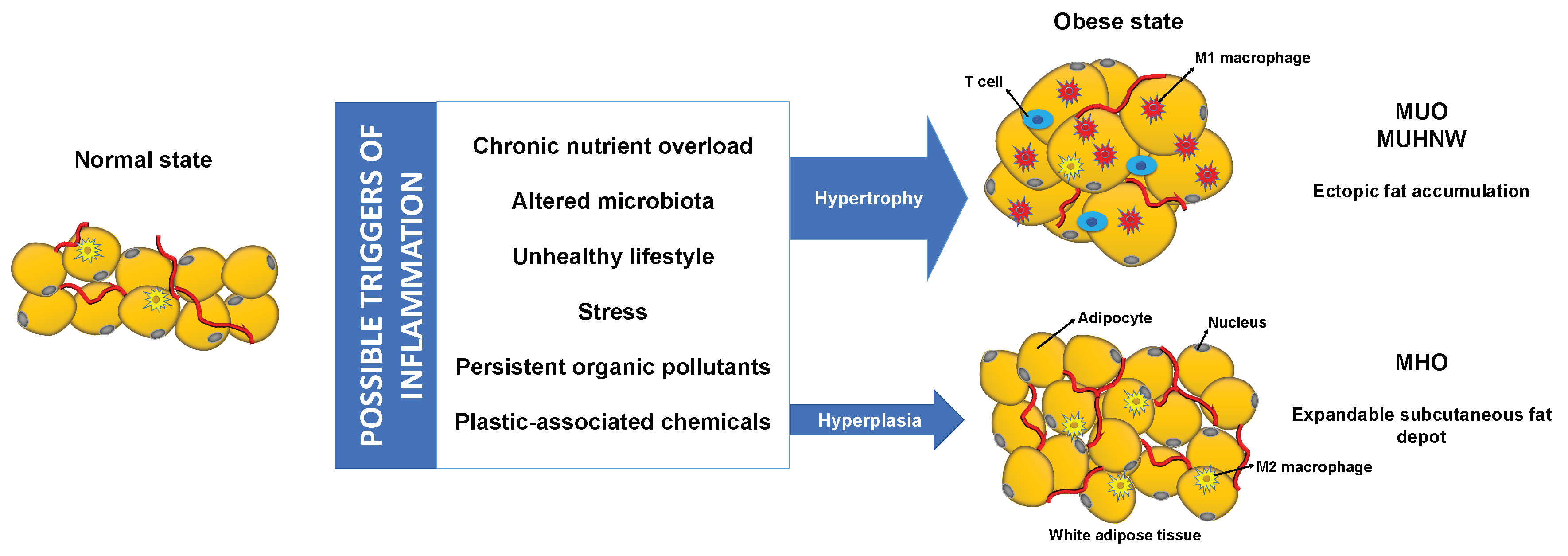 Metabolites Free Full Text Metabolically Healthy Obesity Heterogeneity In Definitions And Unconventional Factors Html