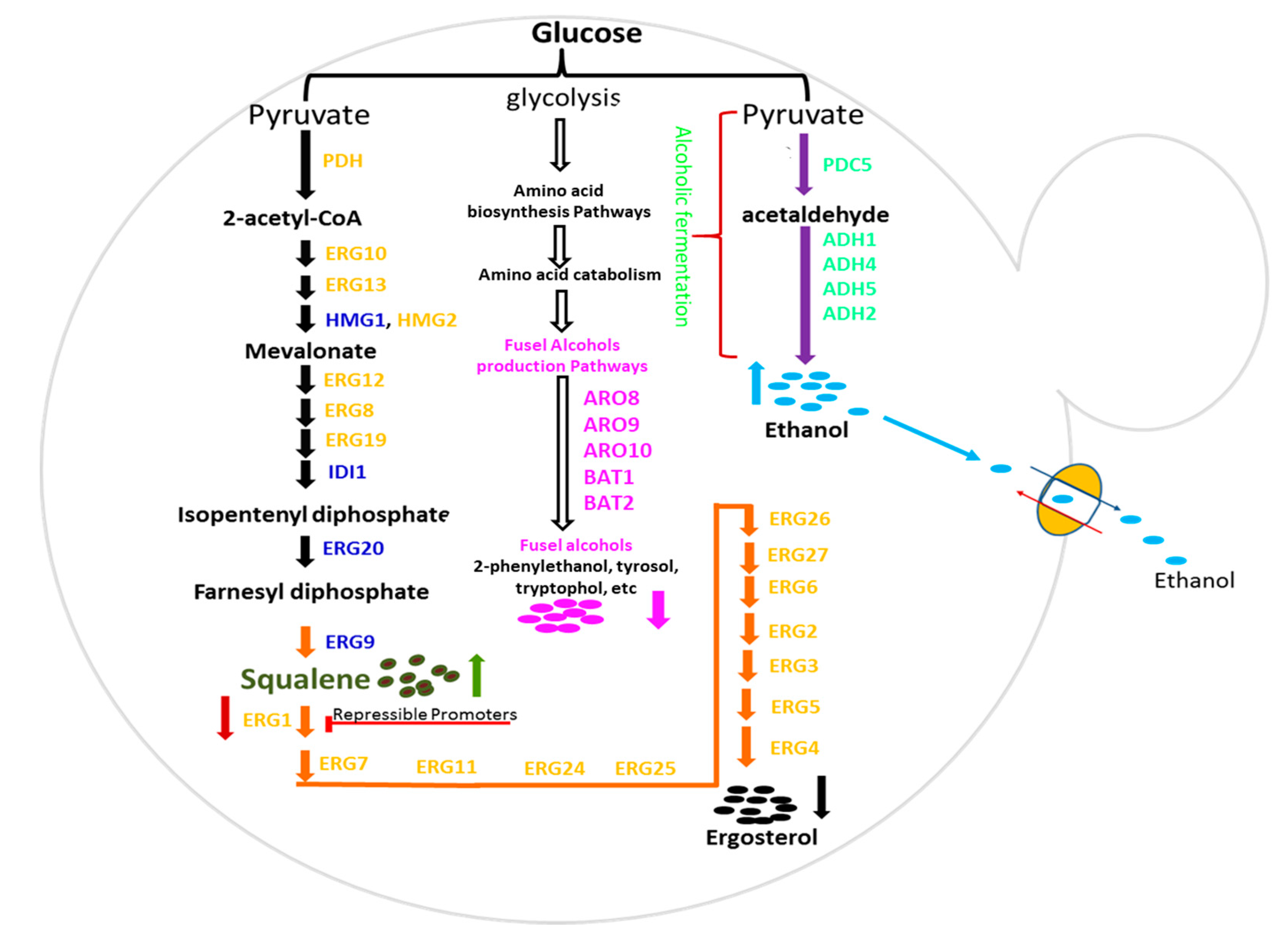 Metabolites 10 00056 g001 Metabolites 10 00056 g001