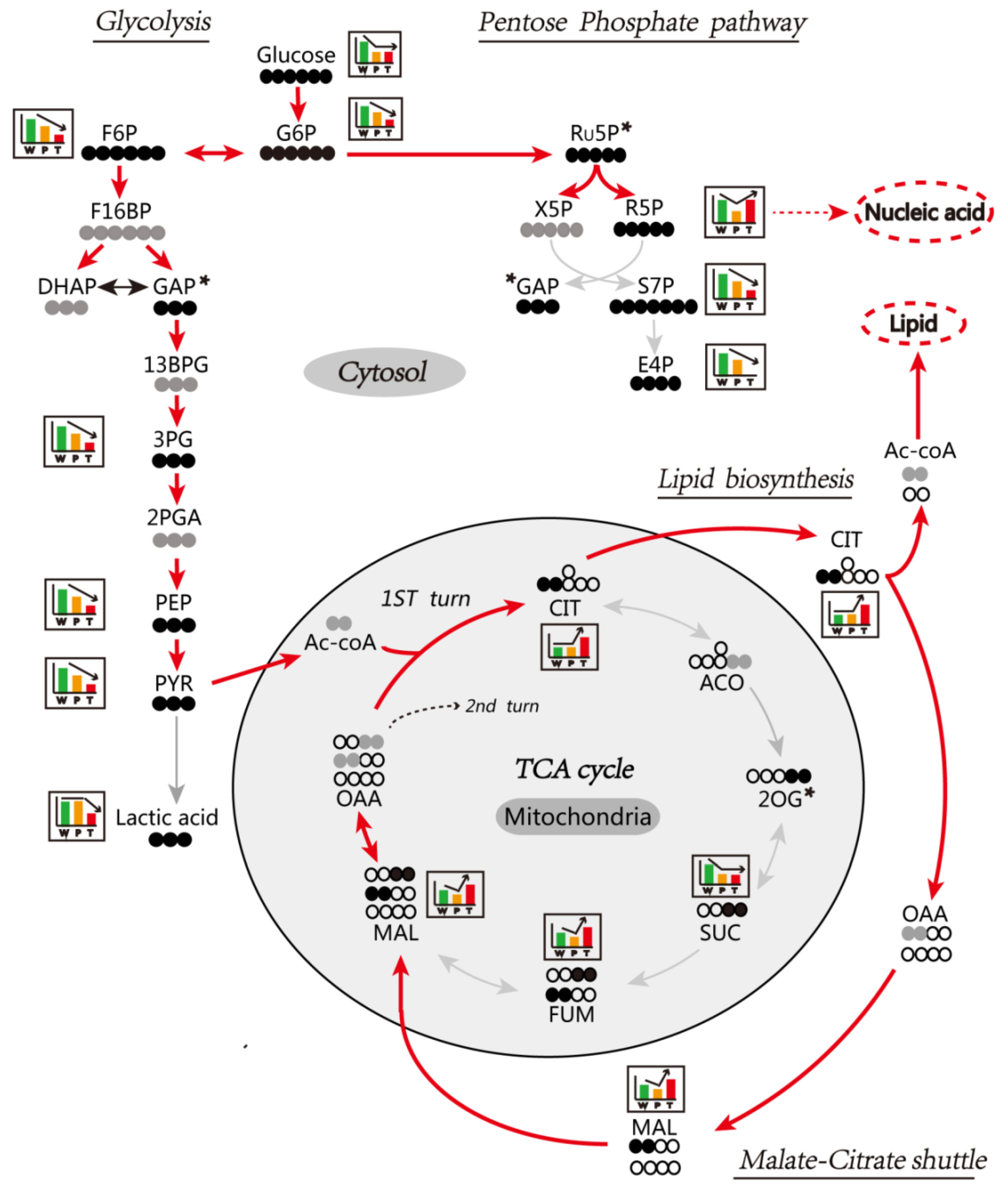 Metabolites 10 00193 g005
