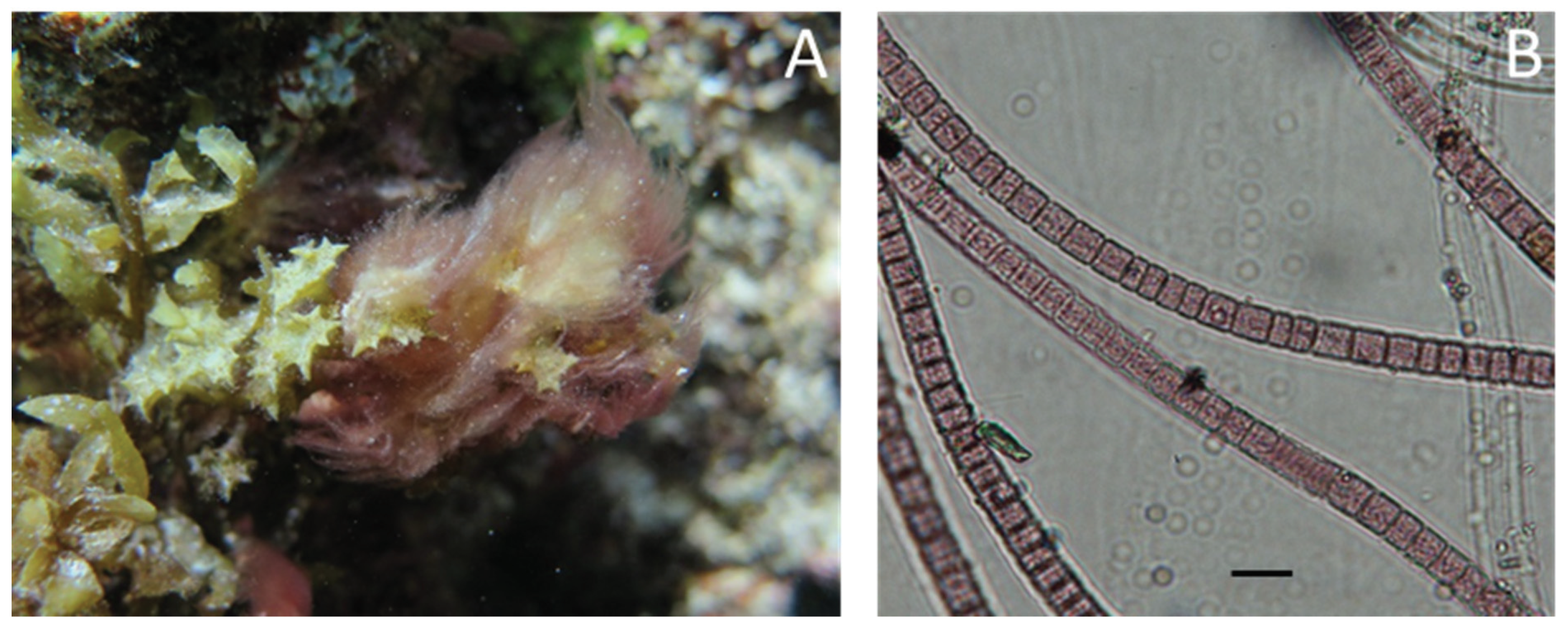 Metabolites 10 00215 g007 Metabolites 10 00215 g007