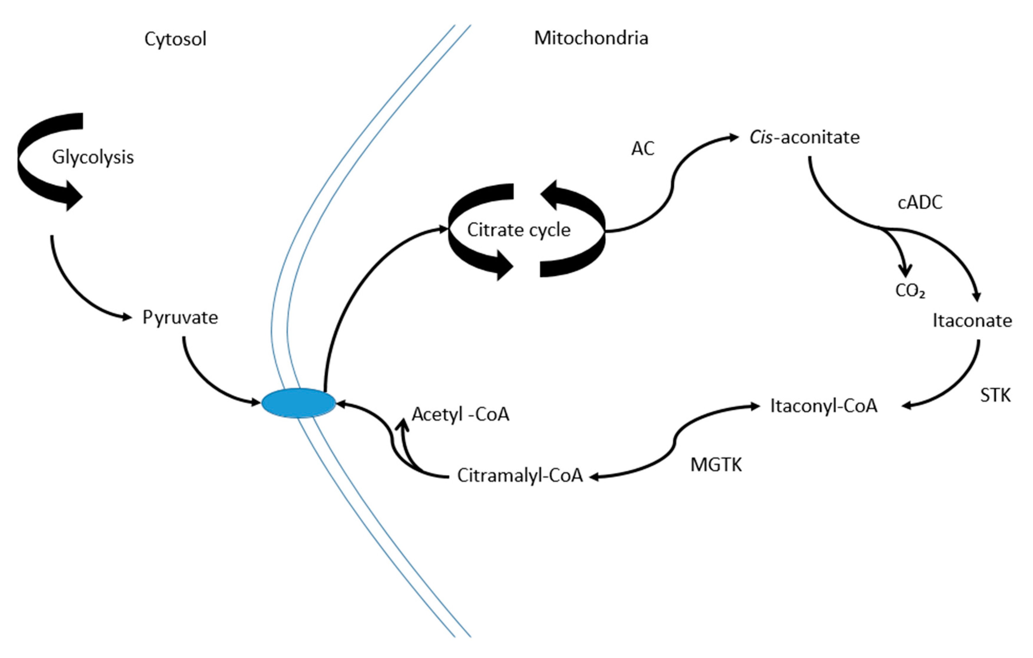 Metabolites 10 00241 g003 Metabolites 10 00241 g003