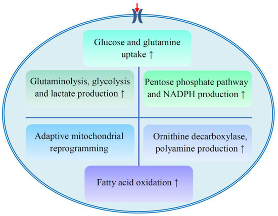 Metabolic Reprogramming of Chemoresistant Cancer Cells and