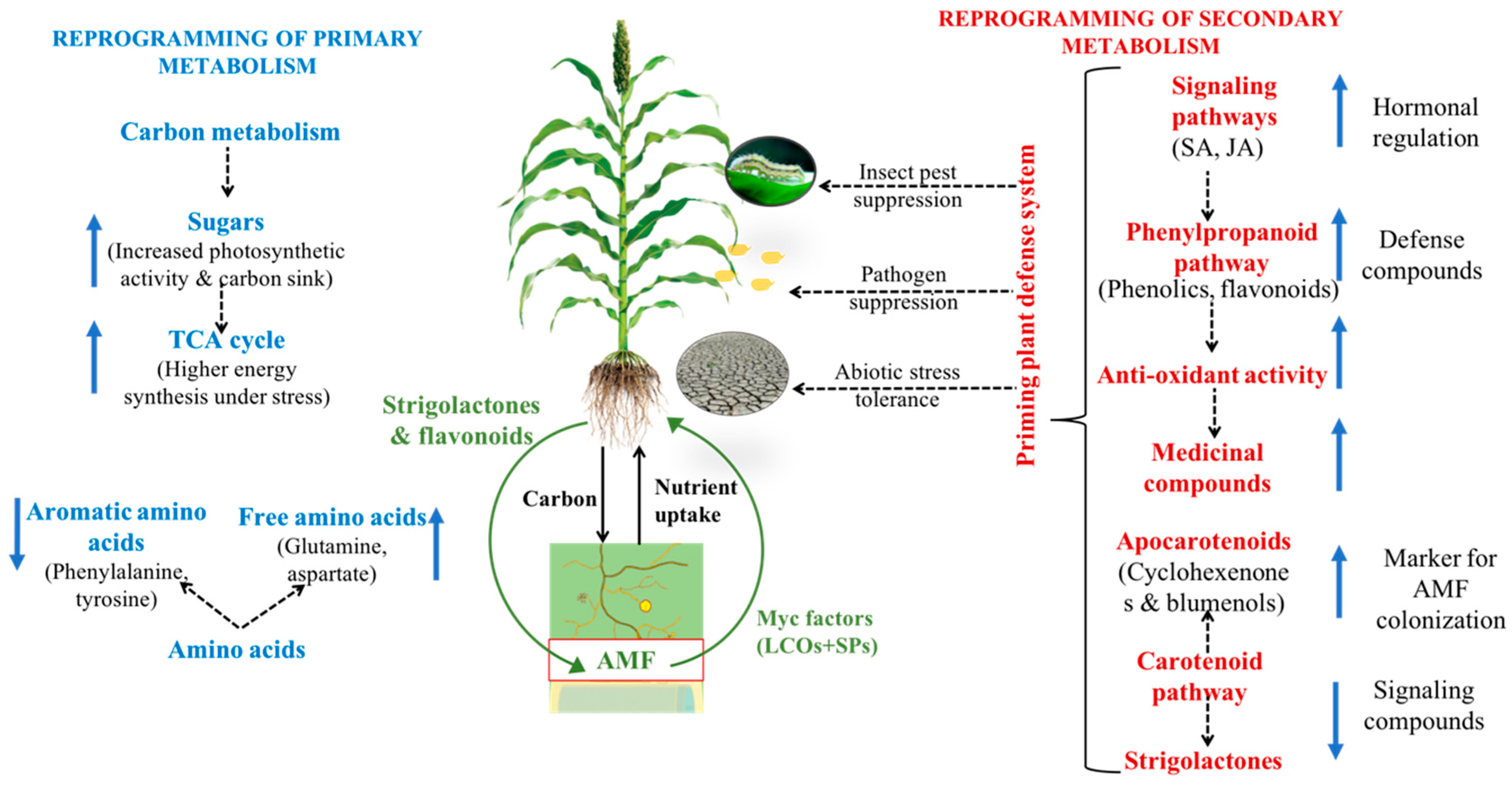 Metabolites 10 00335 g001