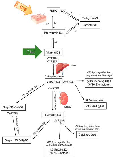 Vitamin D Metabolism and Profiling in Veterinary Species