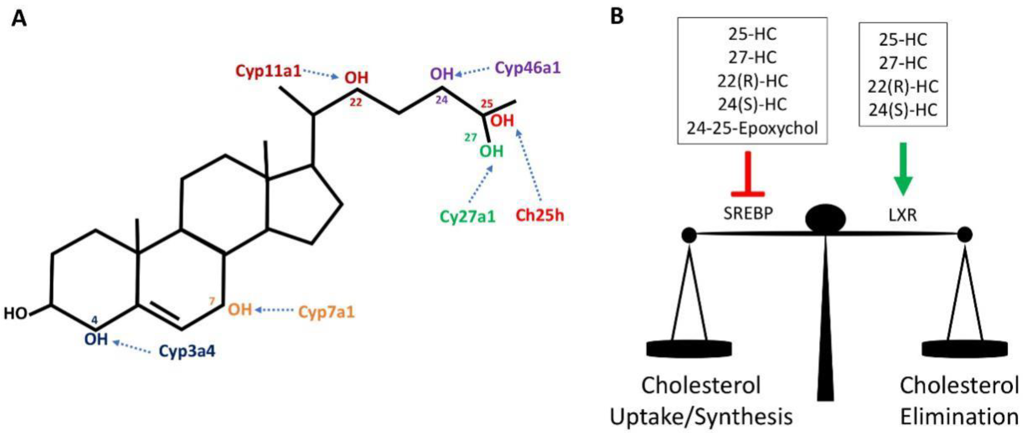 The Oxidized Cholesterol Strategy Review : Does It Work?