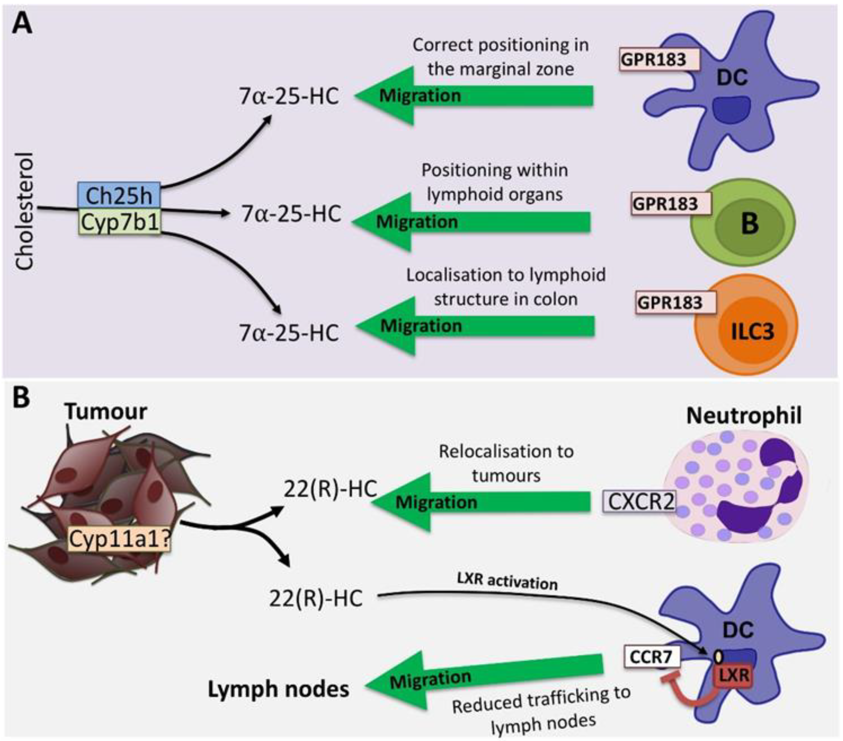 Oxidized Cholesterol Strategy Review: What's the Four-Week Strategy?