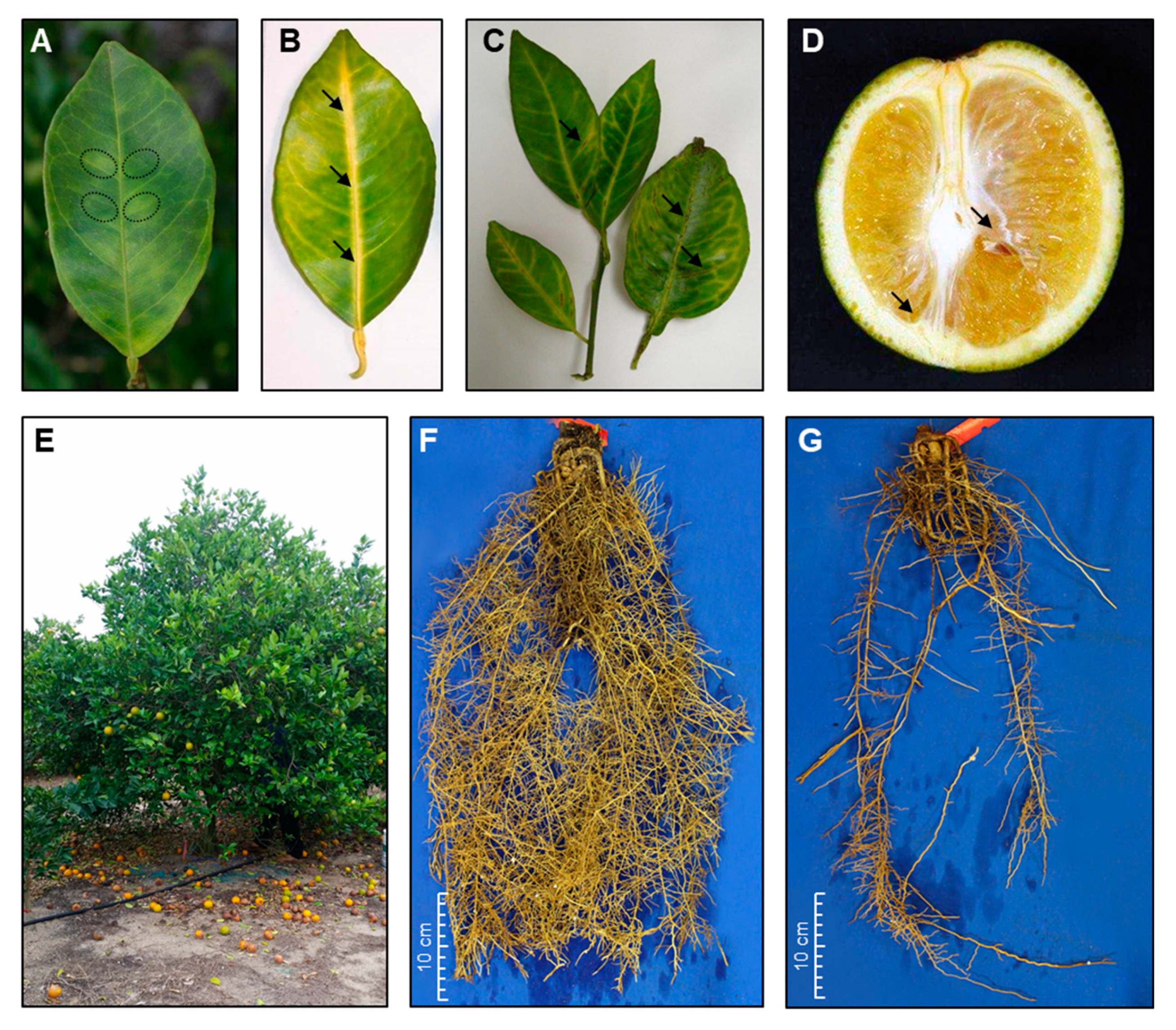 Metabolites 10 00409 g001