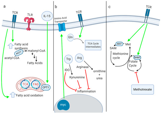 Metabolites | Free Full-Text | The Role of Metabolic Enzymes in 