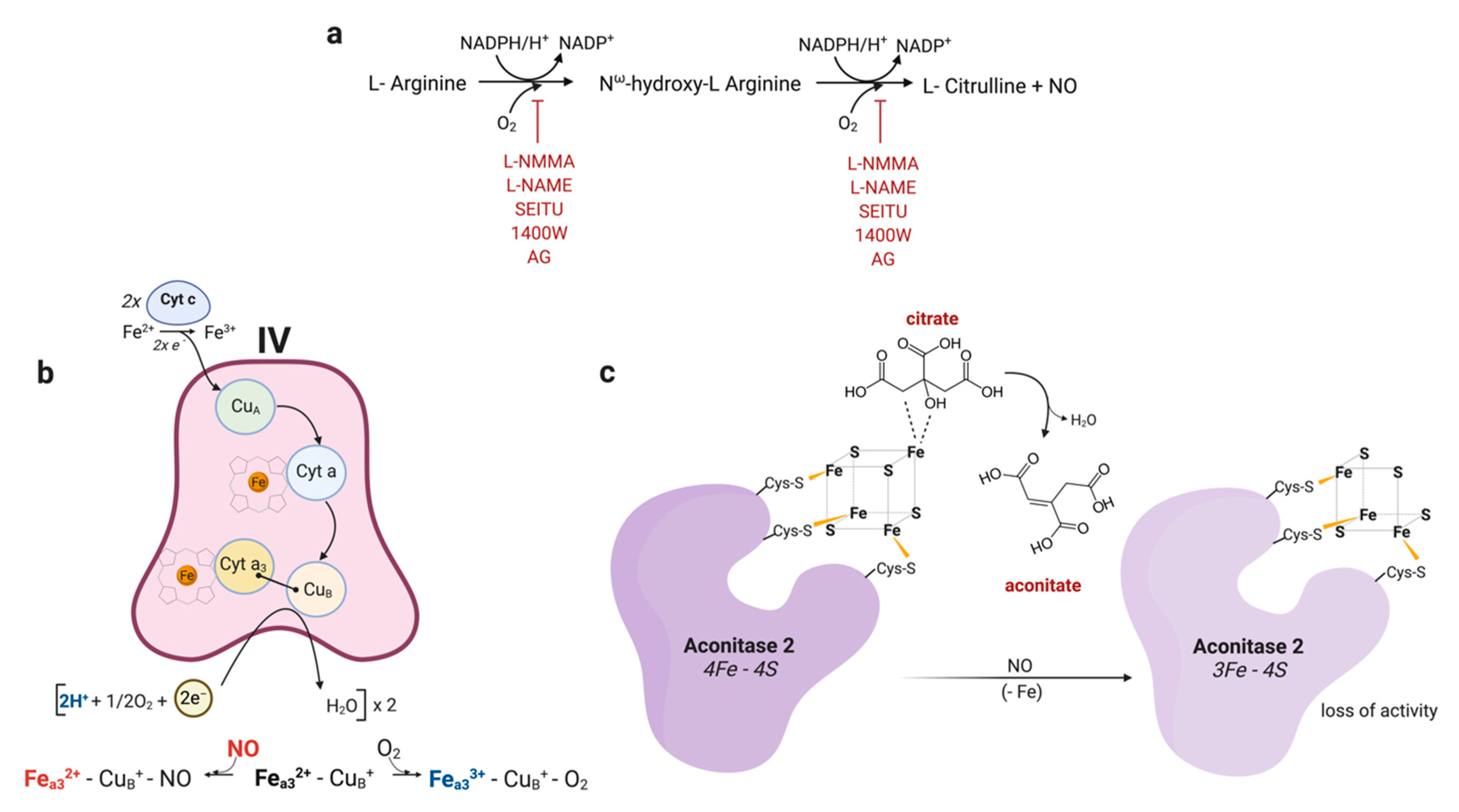 Metabolites Free FullText Nitric Oxide in Macrophage