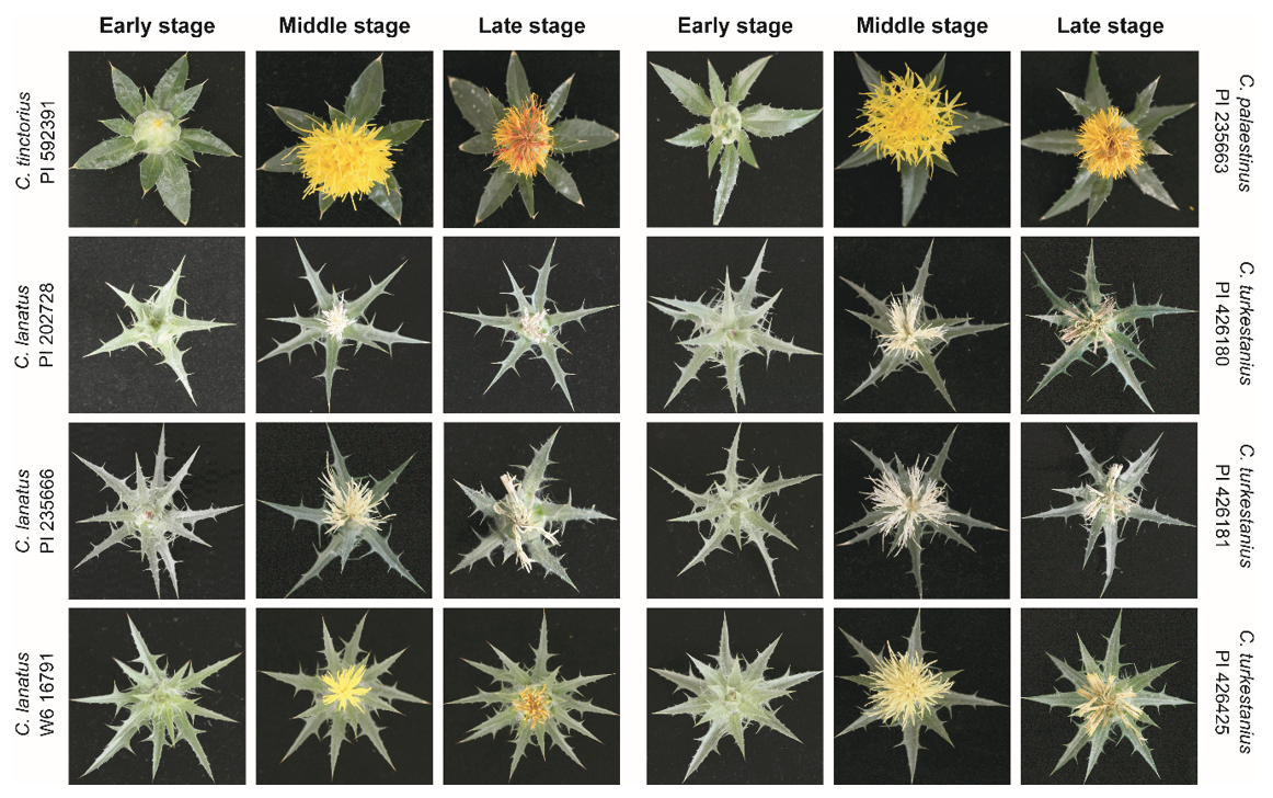 Metabolites 10 00440 g001