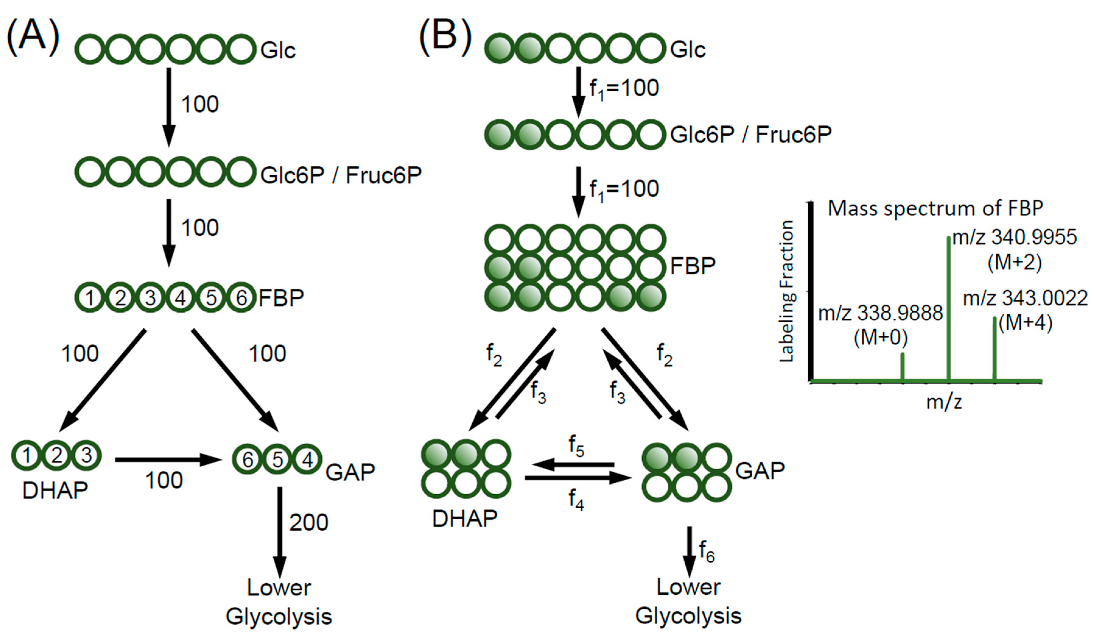 Metabolites 10 00447 g001