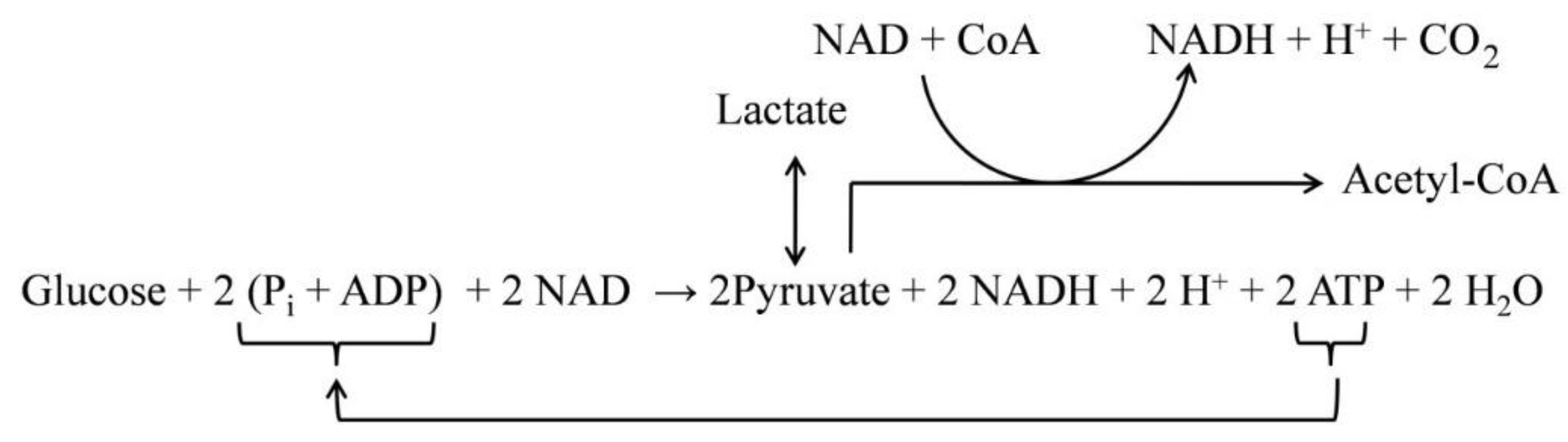 Metabolites 10 00450 g001 Metabolites 10 00450 g001