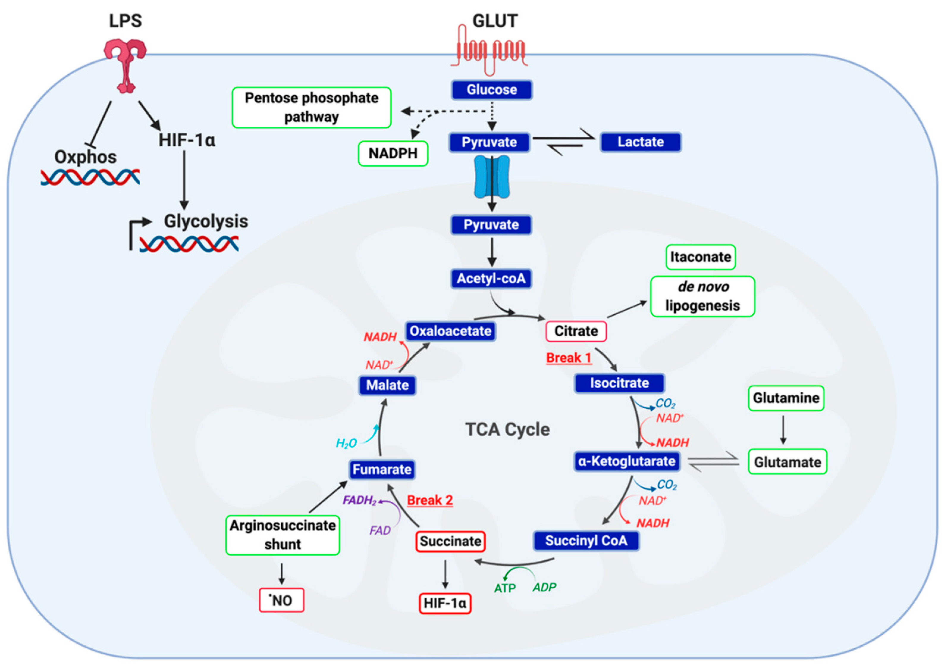 Metabolites 10 00453 g003 Metabolites 10 00453 g003