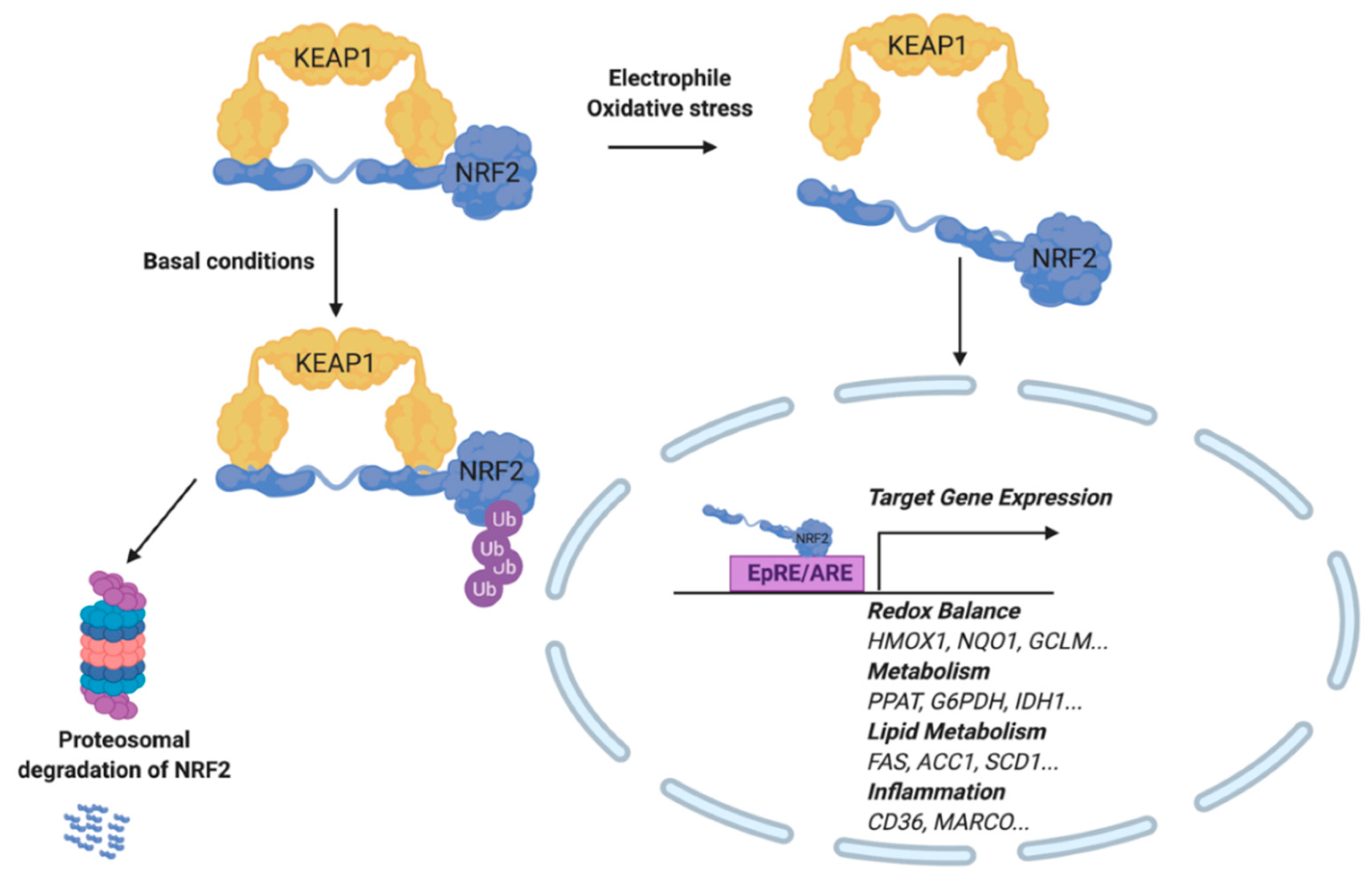 Metabolites 10 00453 g004 Metabolites 10 00453 g004