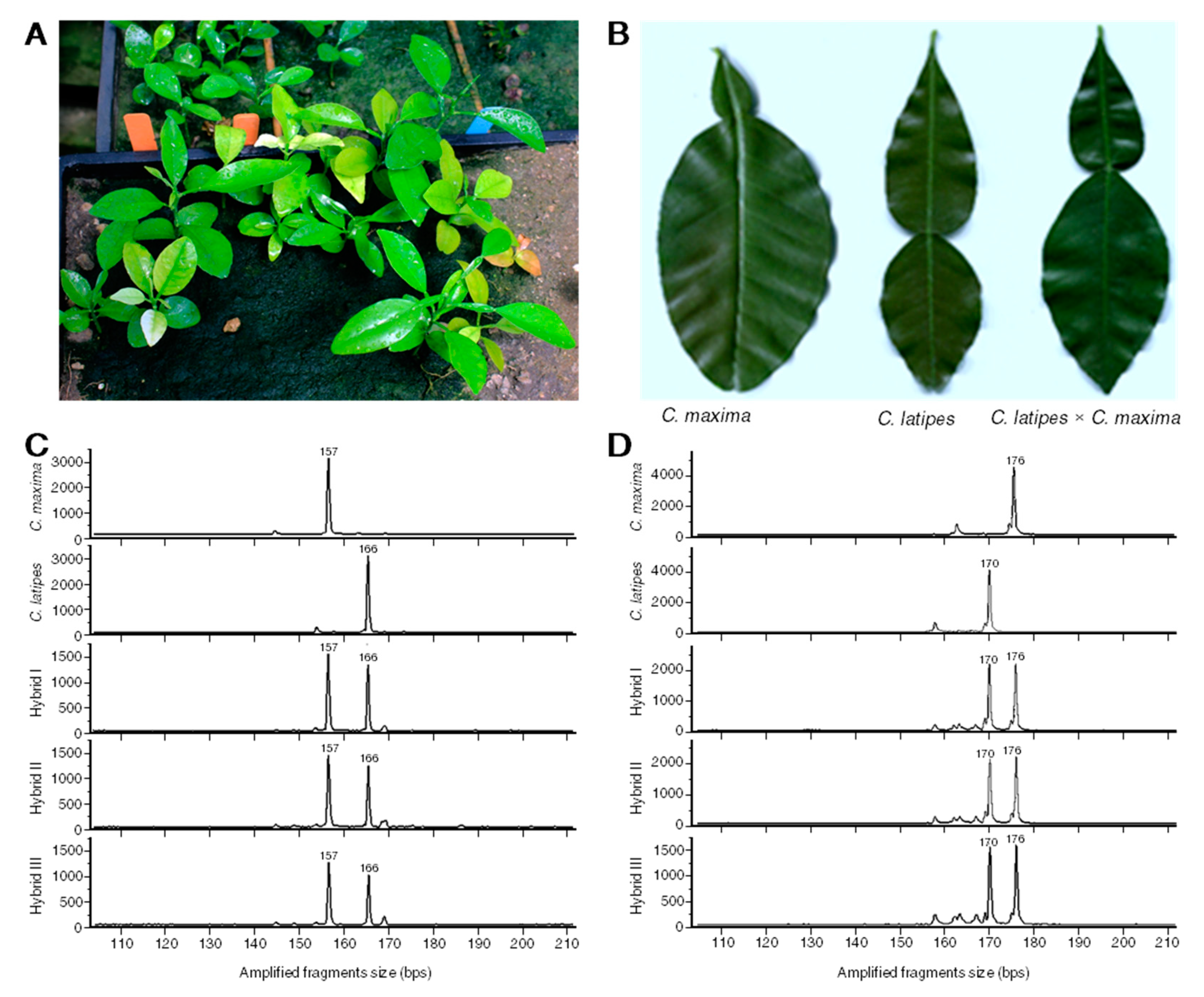 Metabolites 10 00477 g001