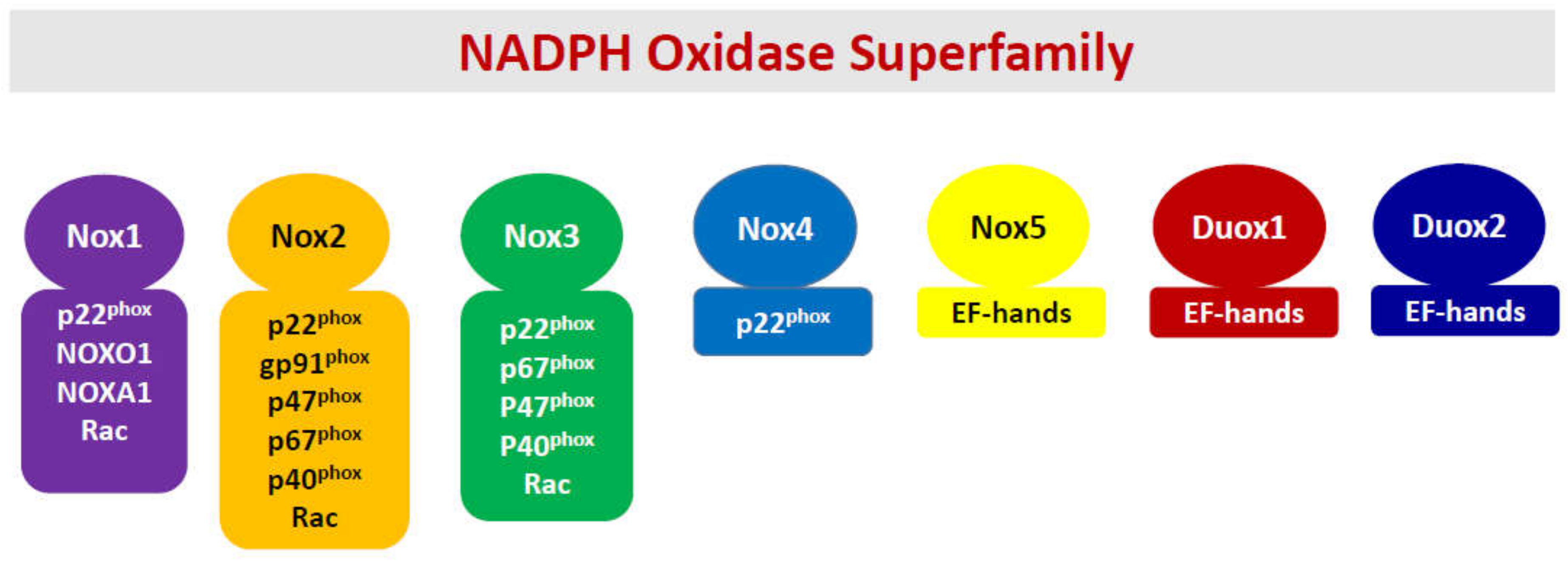 Metabolites 10 00480 g001 Metabolites 10 00480 g001